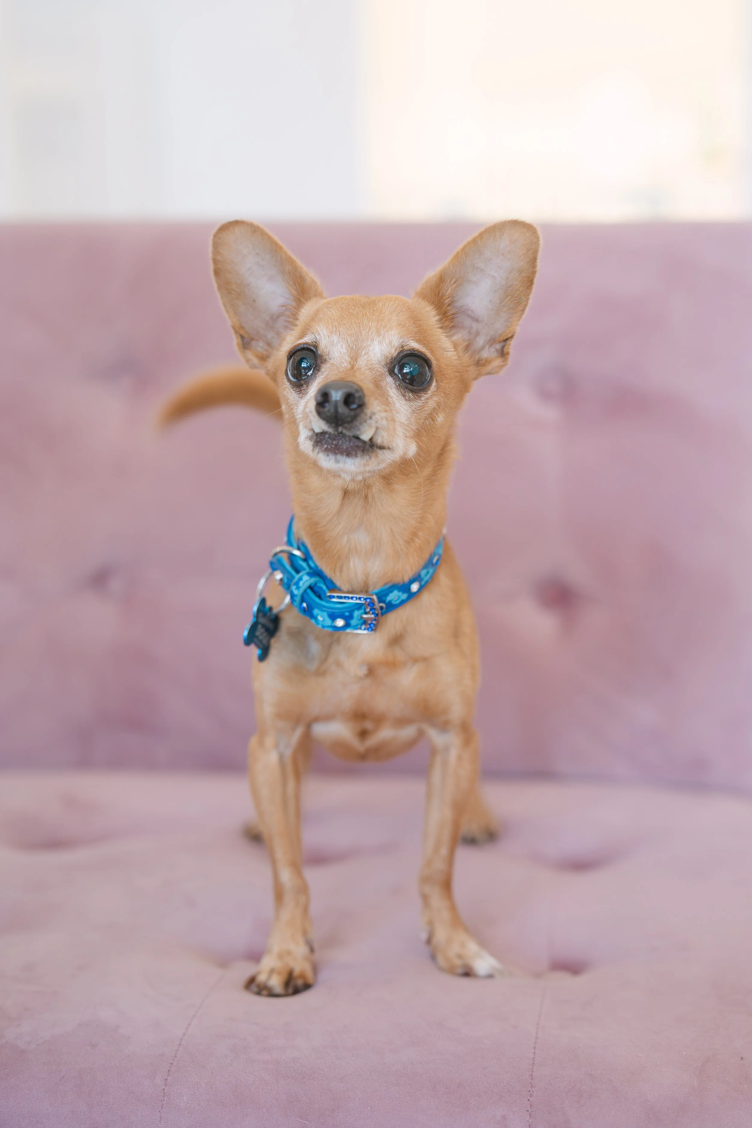   RILEY | CHIHUAHUA | 6 YEARS OLD | 10 LBS Hi, I’m Riley, and I’m a loving little lapdog who wants to spend time at your side! I was adopted when I was a puppy, but I recently had to come back to Vanderpump Dogs due to no fault of my own. I’m underst