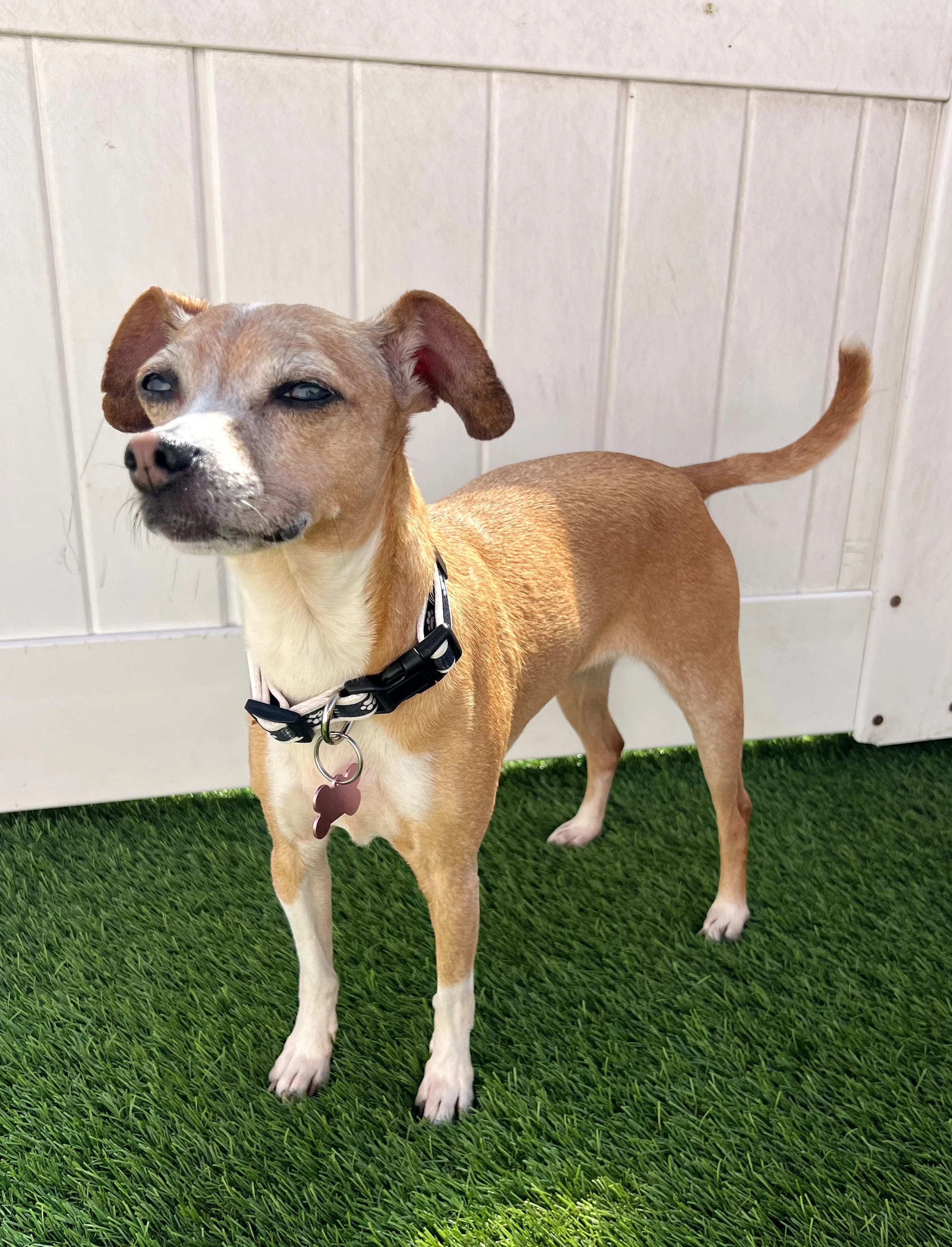  PENNY | CHIHUAHUA MIX | 8 YEARS OLD | 15 LBS  I'm part of a bonded pair with Peter and must be adopted together! 
Hi, I’m Penny! I’m a happy little girl who loves the simple things in life — a good snack, a cozy spot, and soaking up the sunshine. Yo