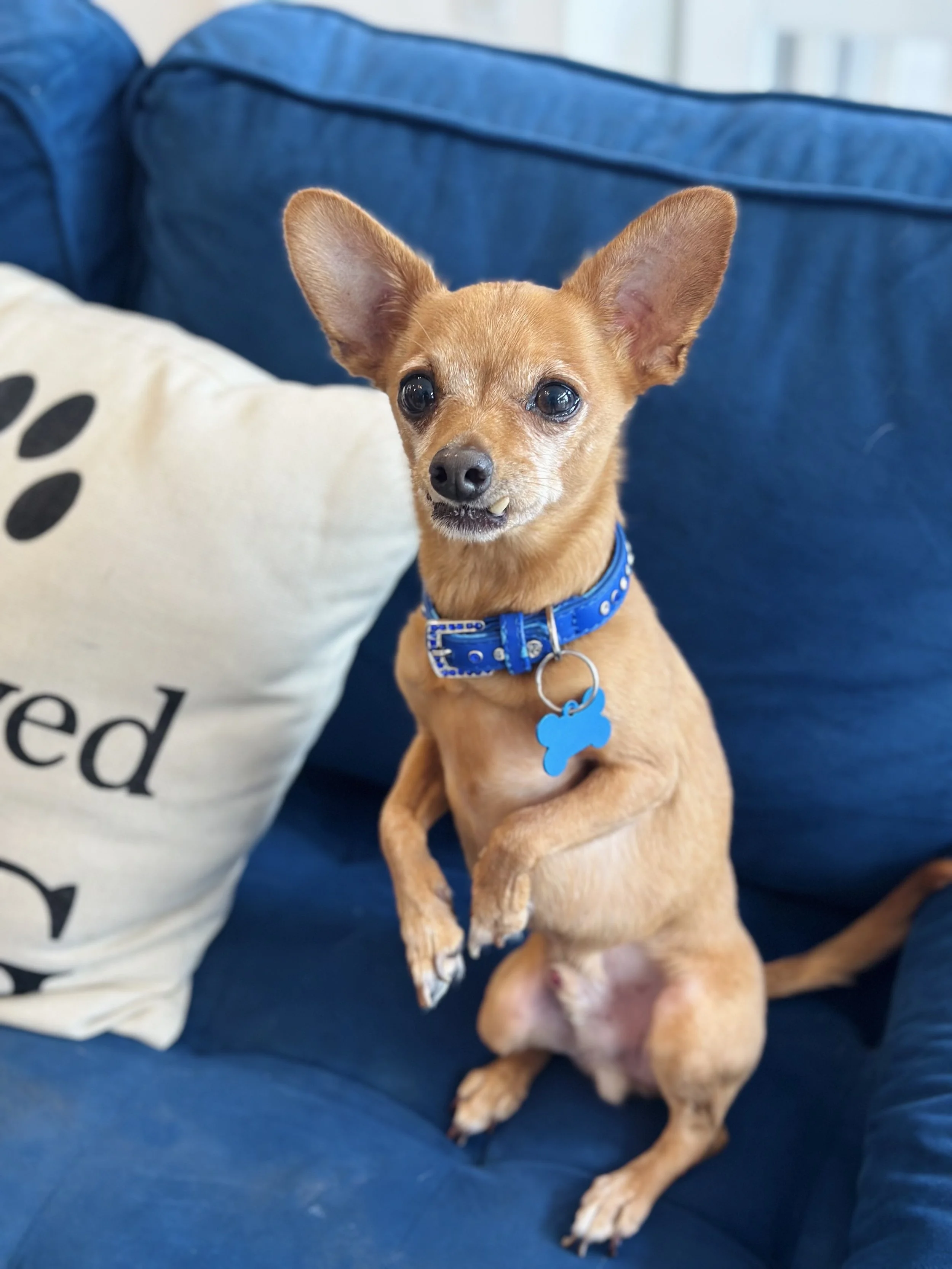   RILEY | CHIHUAHUA | 6 YEARS OLD | 10 LBS Hi, I’m Riley, and I’m a loving little lapdog who wants to spend time at your side! I was adopted when I was a puppy, but I recently had to come back to Vanderpump Dogs due to no fault of my own. I’m underst