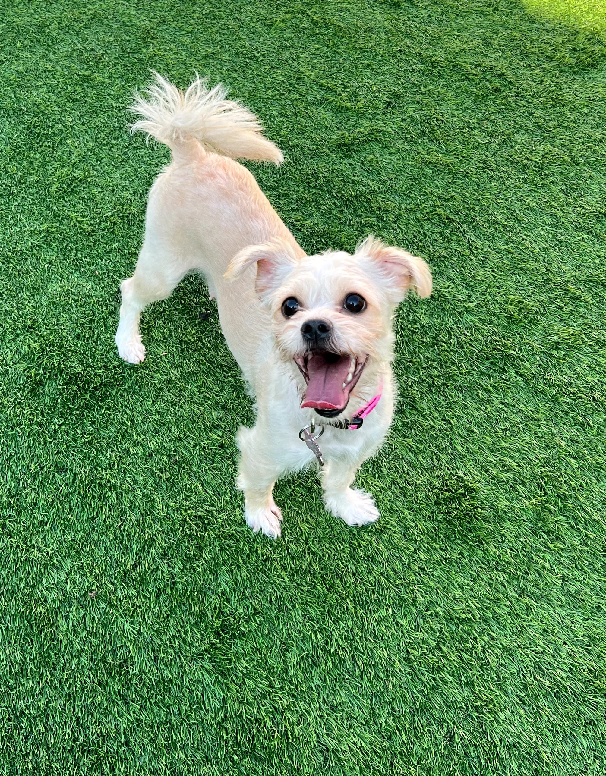  MAGNOLIA | MALTESE MIX | 1 YEAR OLD | 16 LBS  HOME FOR THE HOLIDAYS: I already have a foster, but I'm still available for adoption! Hi, I'm Magnolia, aka Mama Magnolia! I ended up at the shelter with my two babies, Duke and Daisy, before Vanderpump 