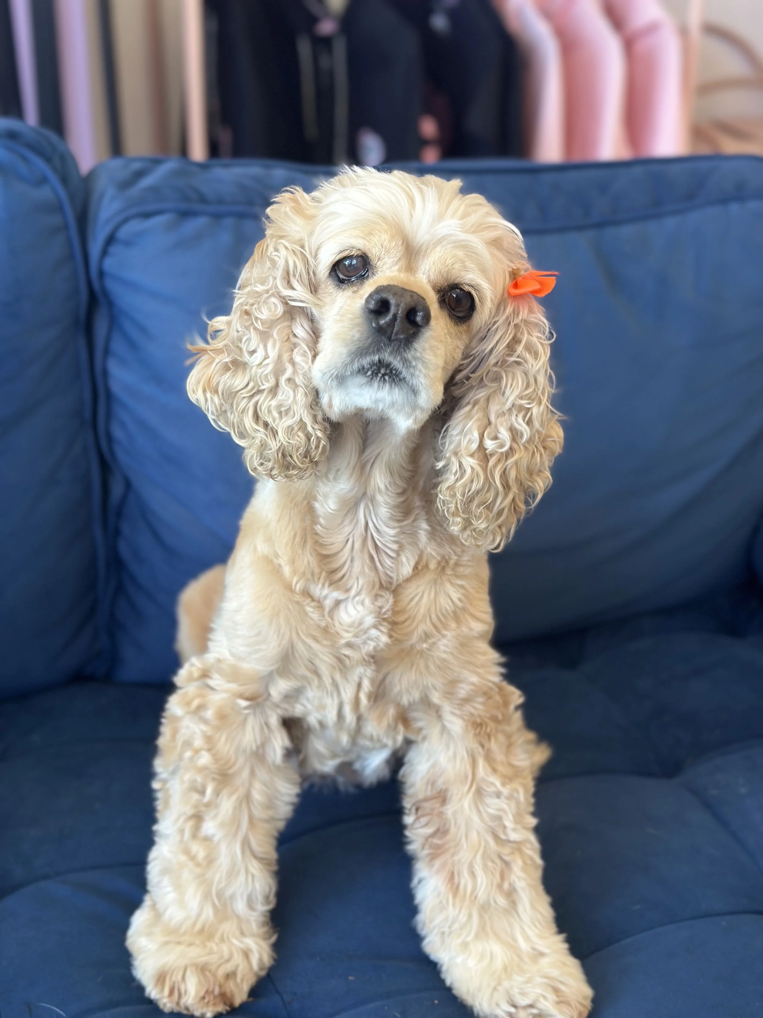  COCKER SPANIEL | 8 YEARS OLD | 16 LBS Hi, I’m Cosmo! I am super adorable now that I’ve been rescued, but before coming to Vanderpump Dogs I was found as a stray with a matted coat and covered in foxtails. Now I’m all cleaned up and looking gorgeous,