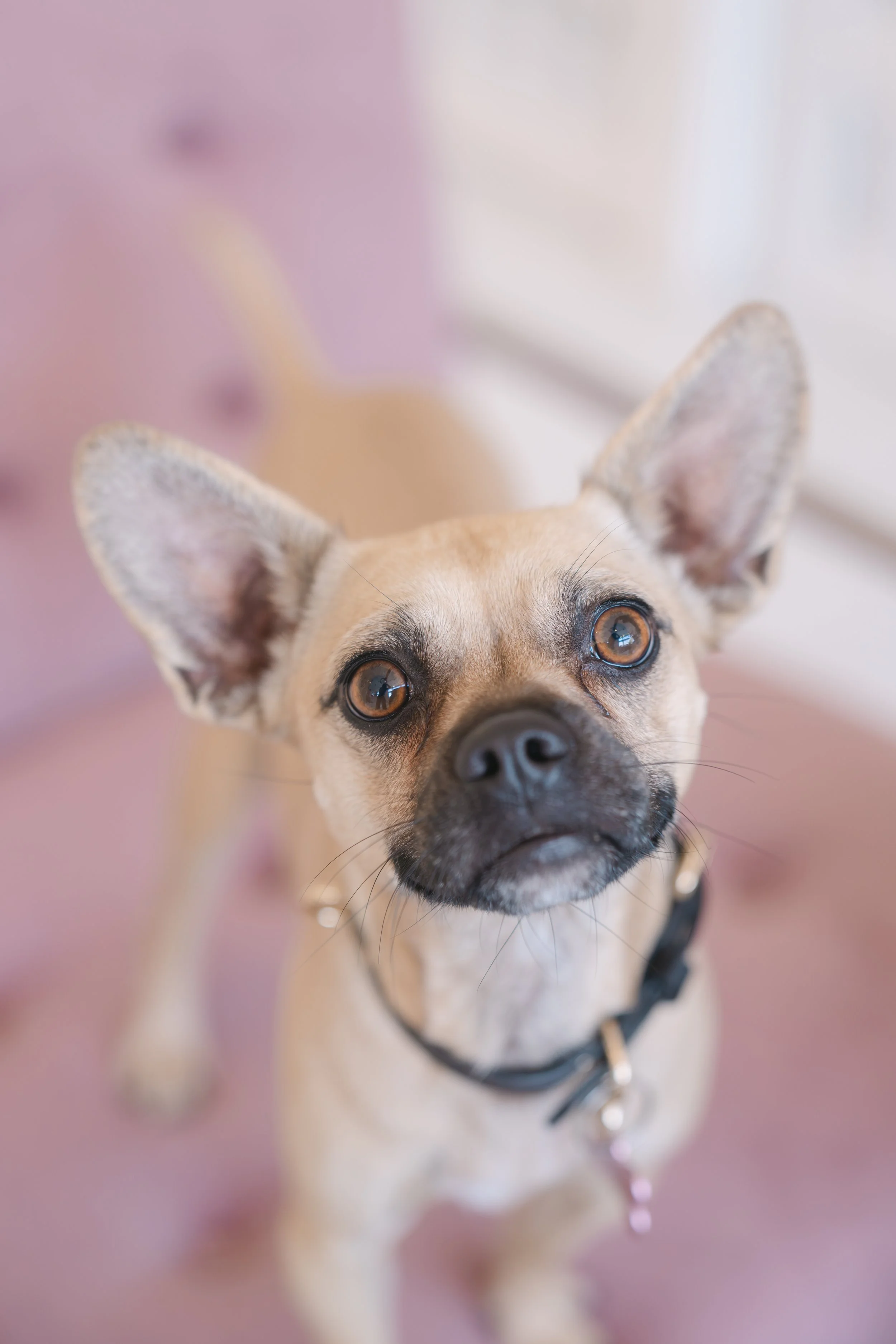  ELIZA | CHIHUAHUA MIX | 2 YEARS OLD | 13 LBS Hi, I’m Eliza! I am the friendliest little girl who was taken to the shelter after my owner couldn’t keep me anymore, which was really scary, so I could not be happier to be in the Dog House meeting new f
