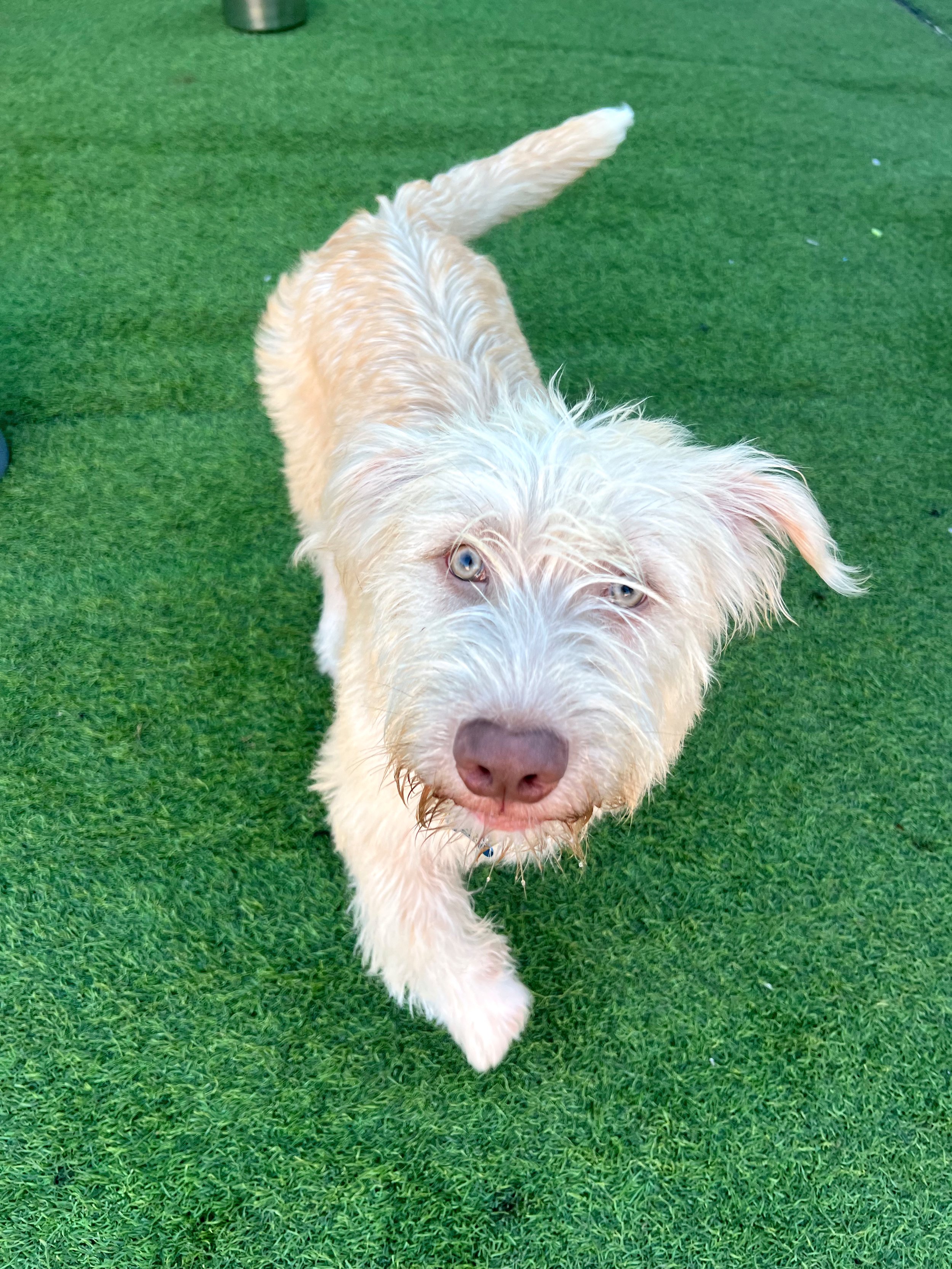  BUDDY | TERRIER MIX | 6 MONTHS OLD | 25 LBS Hi, I’m Buddy! I’m a big baby who often gets compared to a little polar bear. I am super sweet and love to snuggle, and my puppy wiggles are so cute during playtime! I am still just a baby, and would benef