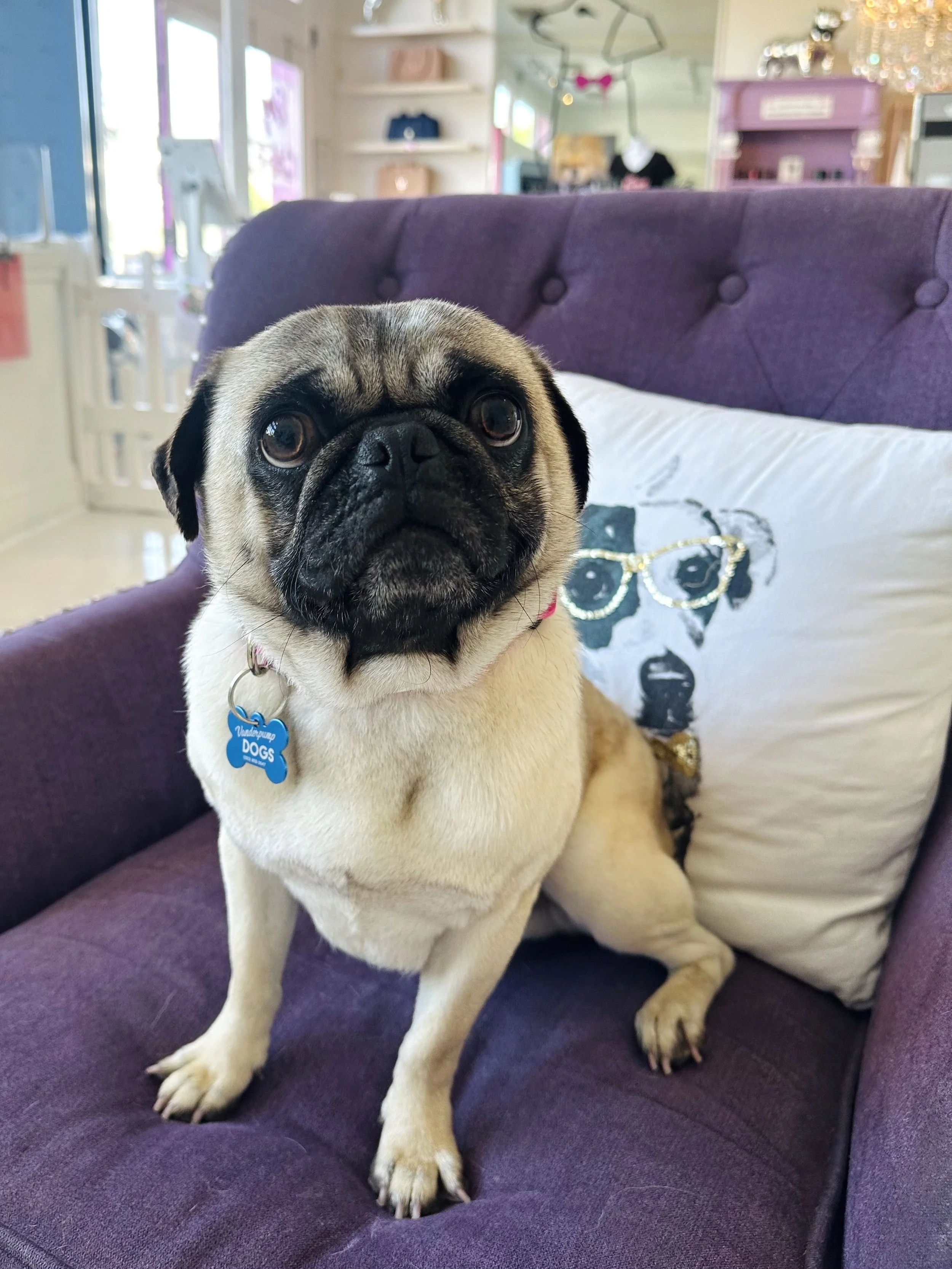  PERCY | PUG | 1 YEAR OLD | 16 LBS Hi, I’m Percy! I am a handsome young pug who is full of personality! I am very friendly and love running around with all my doggy friends. I was found as a stray and taken to a shelter, where had come down with a re