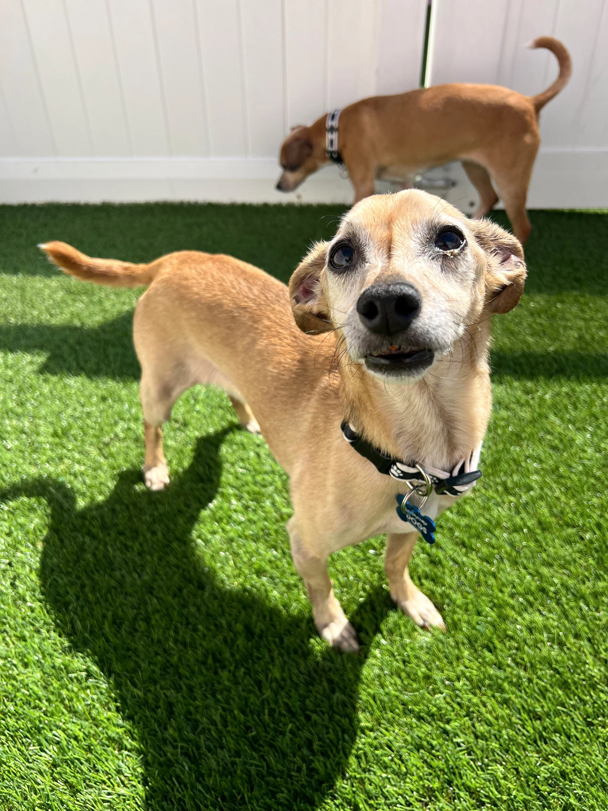   PETER | CHIHUAHUA | 12 YEARS OLD | 15 LBS  I'm part of a bonded pair with Penny and must be adopted together! 
Hi, I’m Peter! I may be a little older than my sister Penny, but I’ve still got plenty of pep in my step and lots of love to give. I’m a 