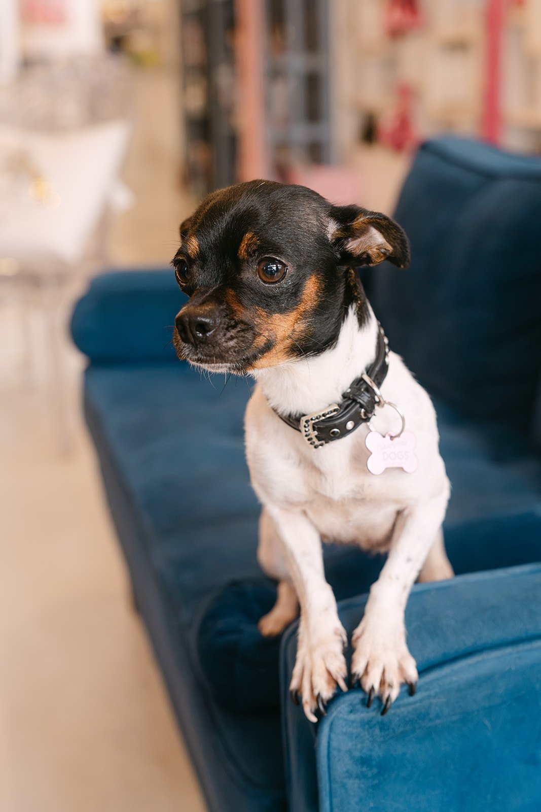  PAULA | CHIHUAHUA MIX | 3 YEARS OLD | 11 LBS Hi, I'm Paula! I was rescued from a high-kill shelter with my 3 puppies, which was a really tough thing to go through. Nowadays, I am retired from motherhood, and my pups are starting lives of their own. 