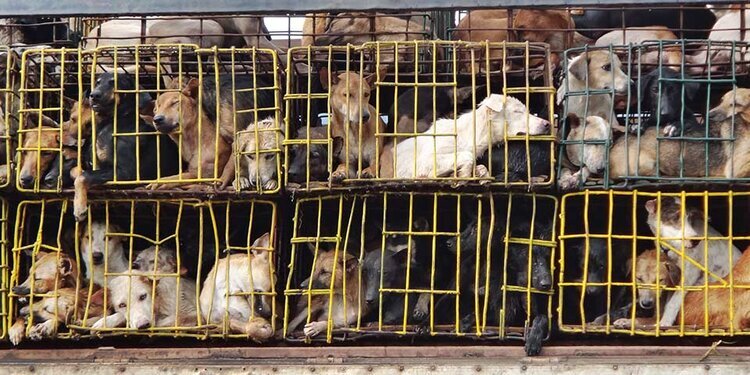 Coronavirus and the Need to Shut Down Wet Markets and Illegal  Slaughterhouses Globally — The Vanderpump Dog Foundation
