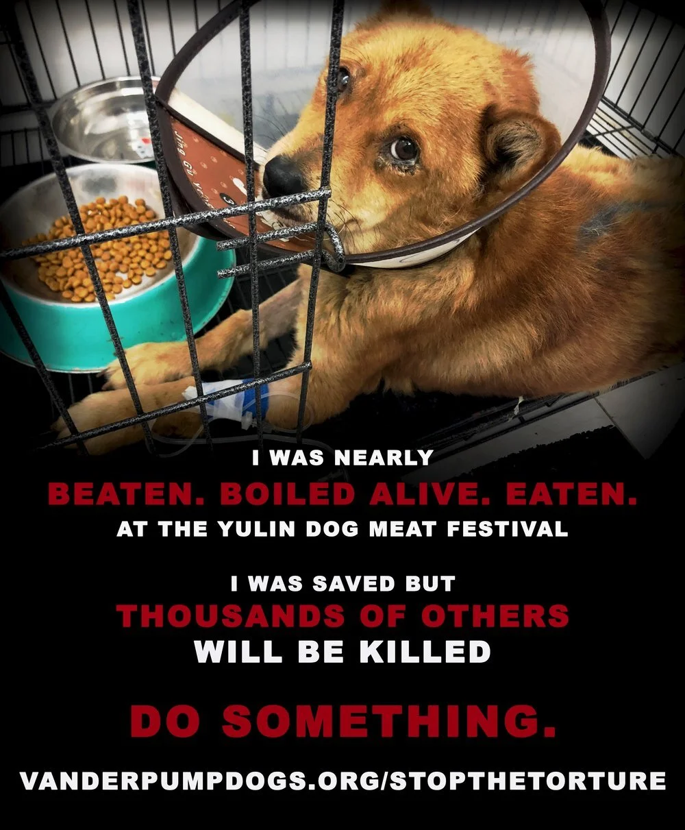 yulin+torture+1+2.jpg