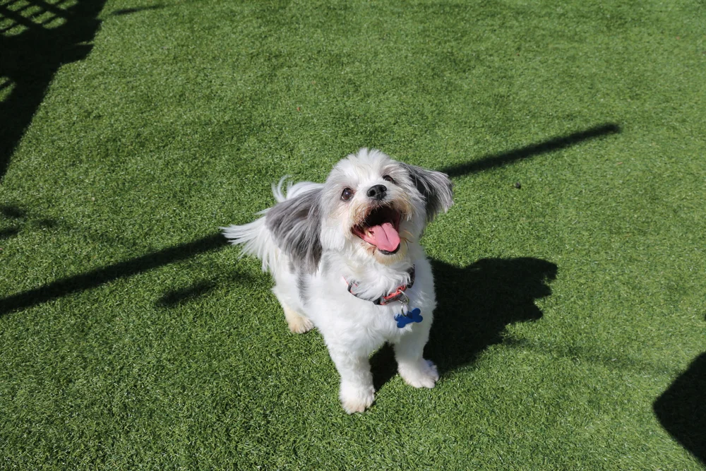 The Vanderpump Dog Foundation