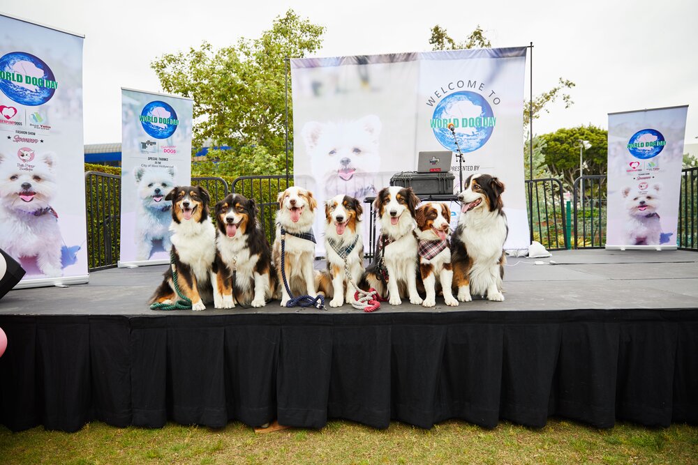 WORLD DOG DAY — The Vanderpump Dog Foundation