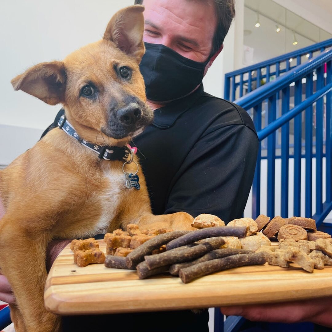 Talk about a puppy bark-uterie board!!! Dopey almost ate the entire thing!! Thank you, @hillspet for providing our rescue dogs yummy &amp; nutritious food! If you&rsquo;re looking to purchase Hill&rsquo;s food for your pup at home, feel free to stop 