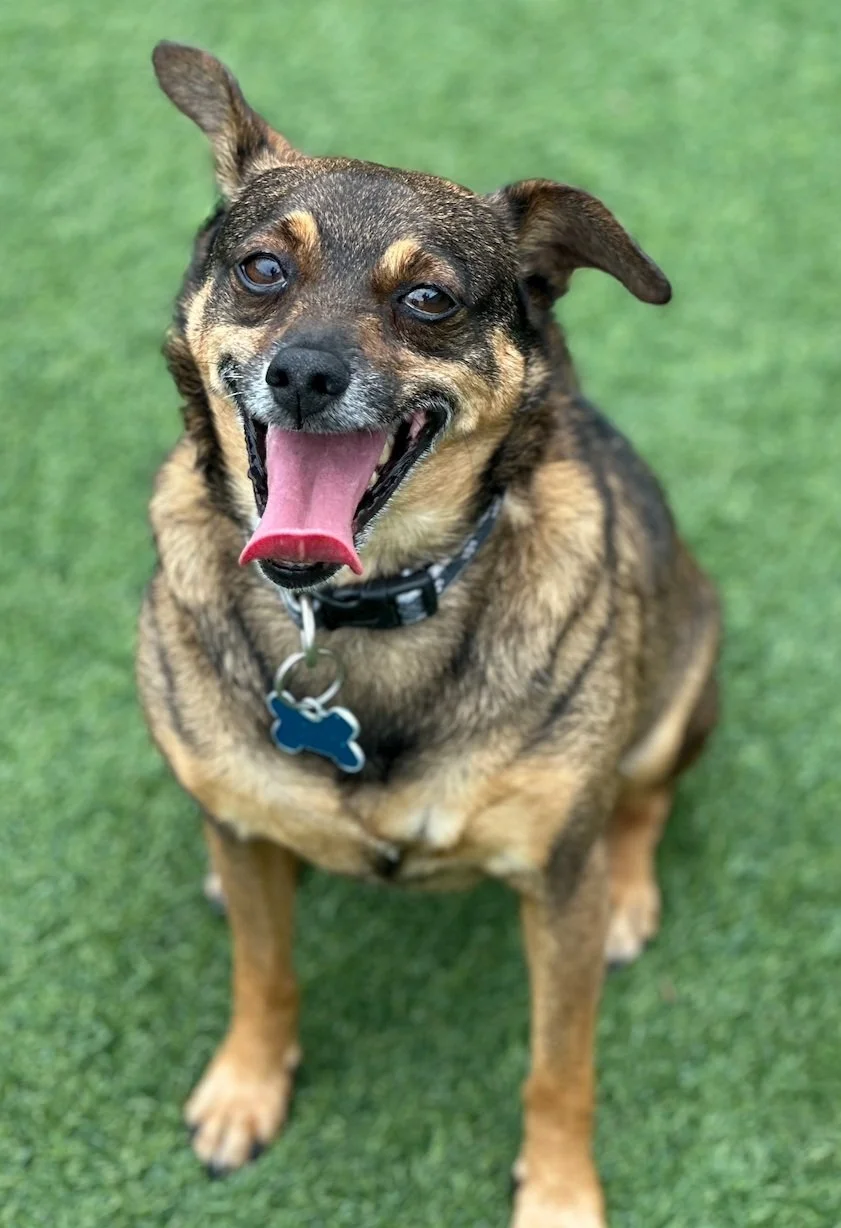 ADOPT A VANDERPUP — The Vanderpump Dog Foundation