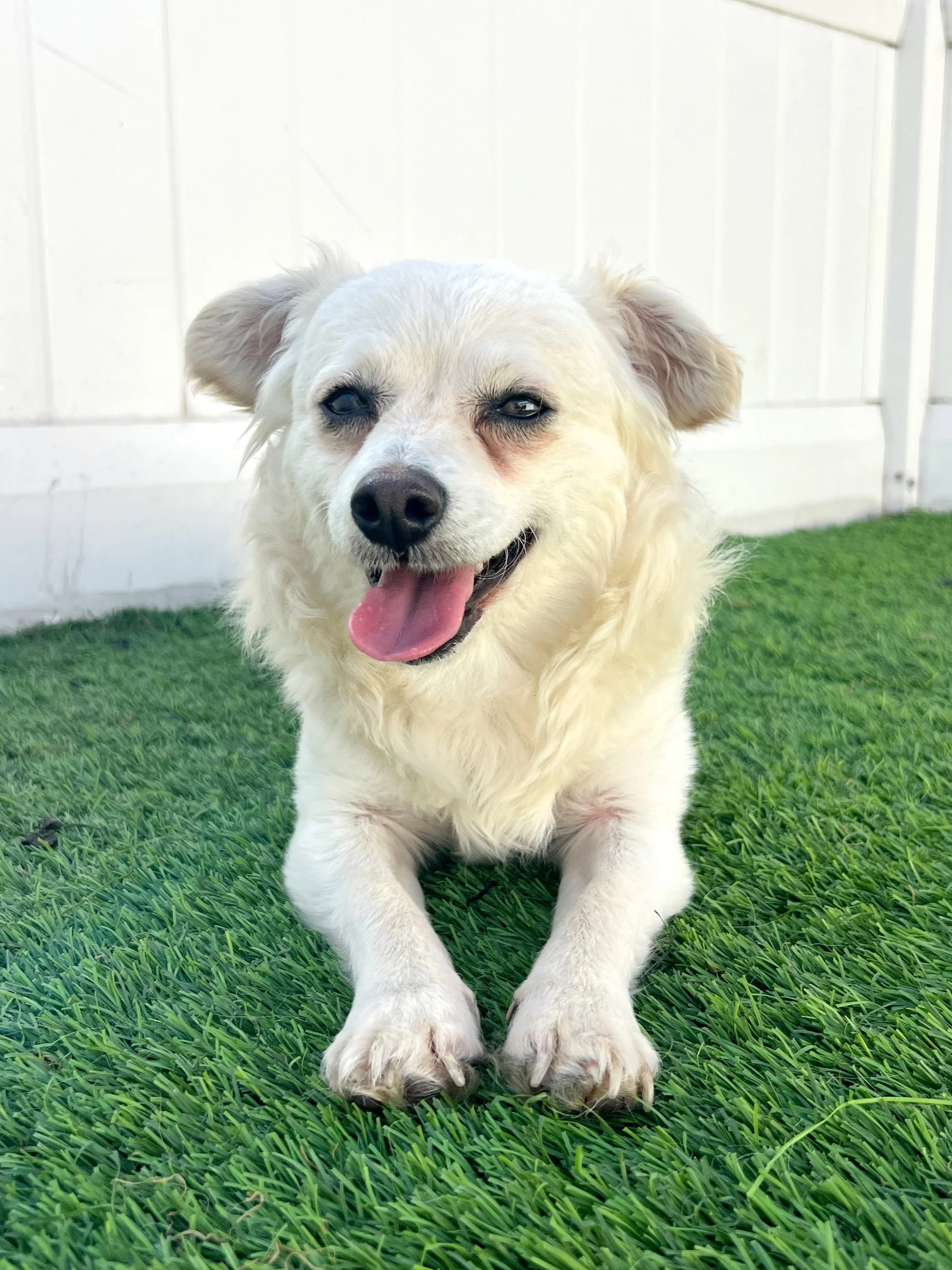  TIMOTHY | CHIHUAHUA MIX | 1 YEAR OLD | 8 LBS  I am at a foster home, if you would like to schedule a meet and greet please email adoptions@vanderpumpdogs.org  Hi, I'm Timothy! I ended up in the medical list at the shelter after I was found as a stra