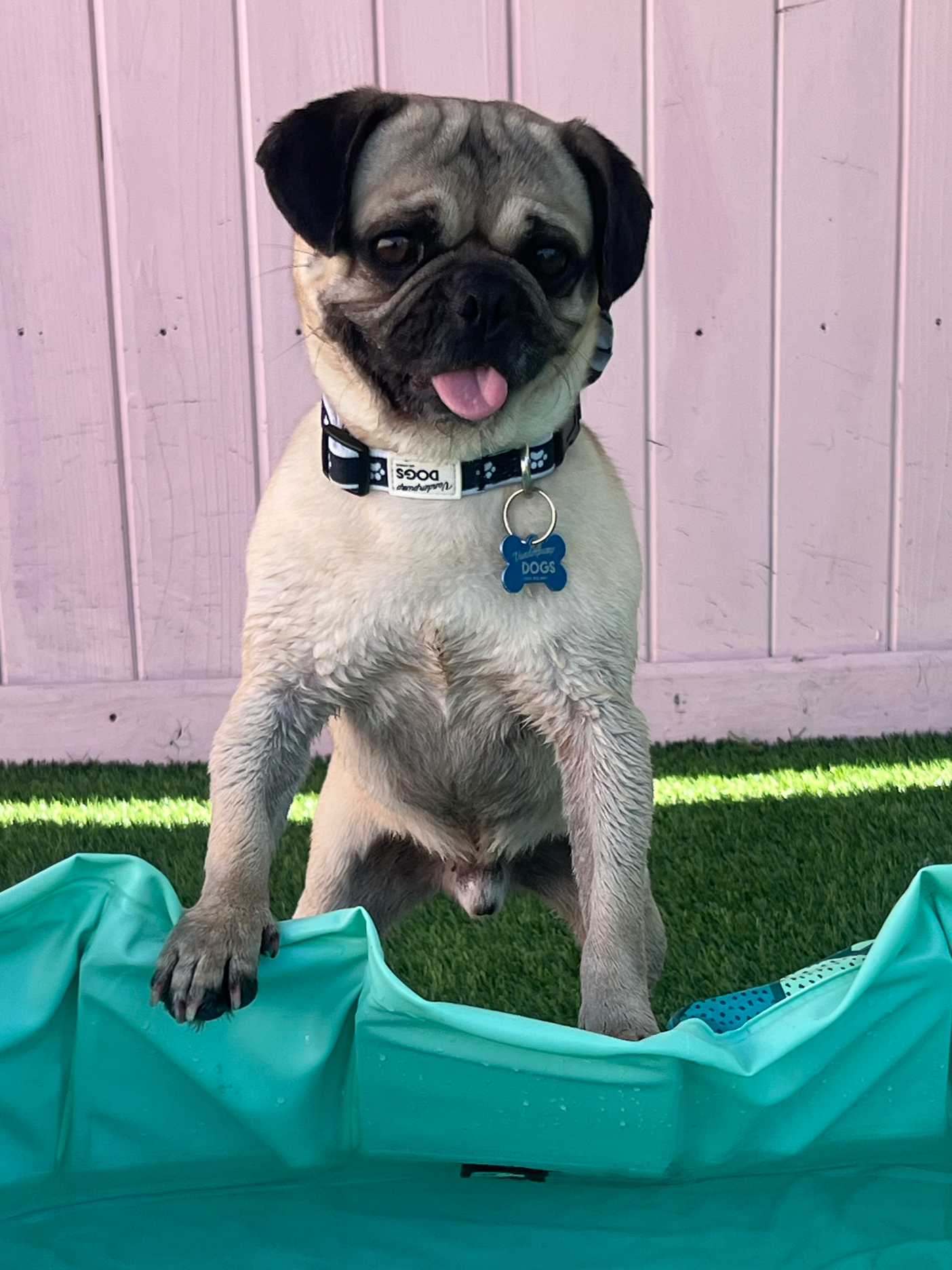  LINGUINE | PUG | 1 YEAR OLD | 20 LBS Hi, I’m Linguine! I am a handsome young pug who was found as a stray and taken to a high-kill shelter, where I came down with a respiratory infection that is extra scary for a short nosed dog like me. Thankfully 
