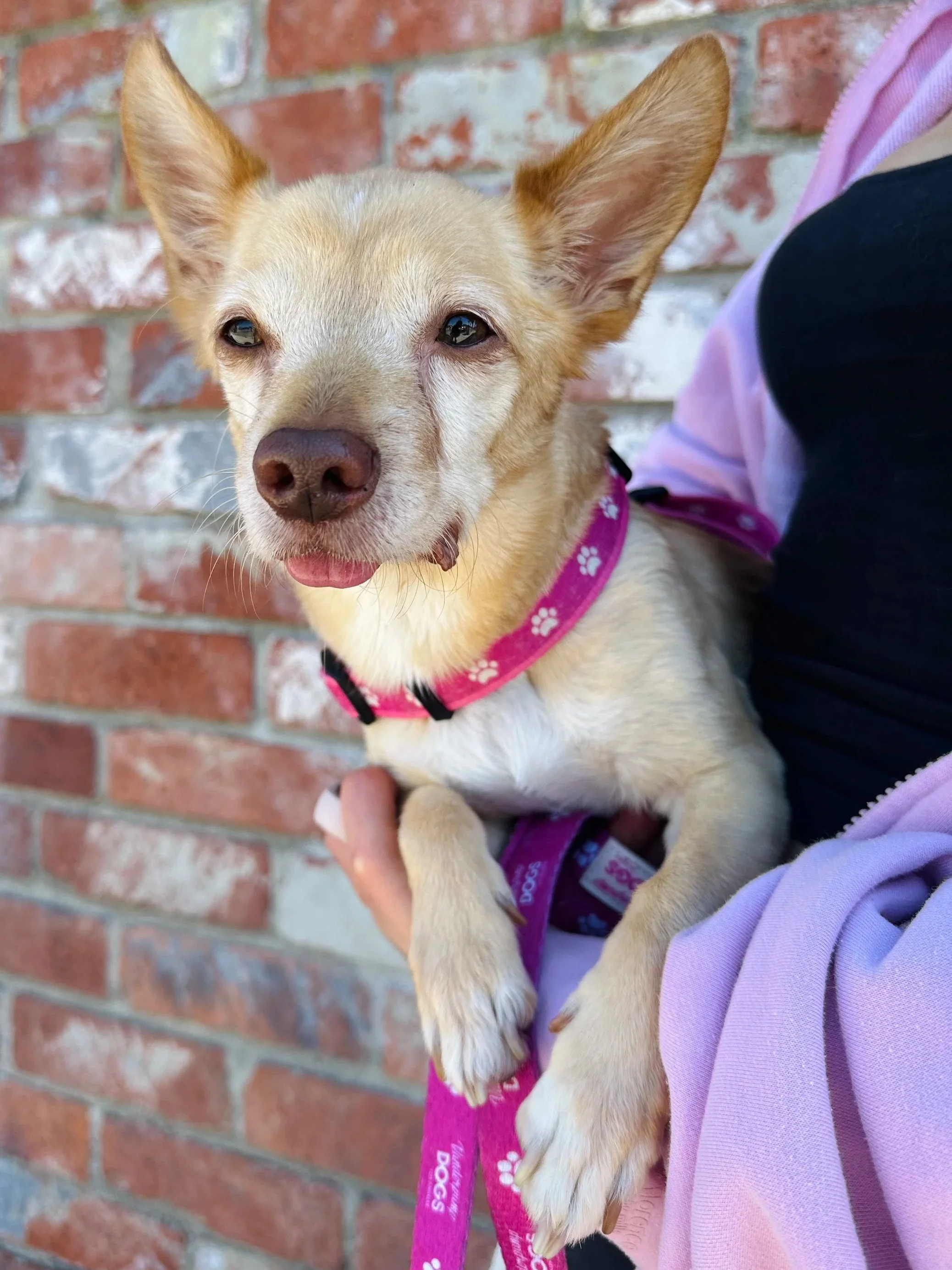  ALFIE | CHIHUAHUA MIX | 6 YEARS OLD | 13 LBS Hi, I’m Alfie! I first came to Vanderpump Dogs as an 8-week-old puppy back in 2020. Life took a few unexpected turns, and now I’ve found my way back into their loving care. I’m a gentle soul and a really 