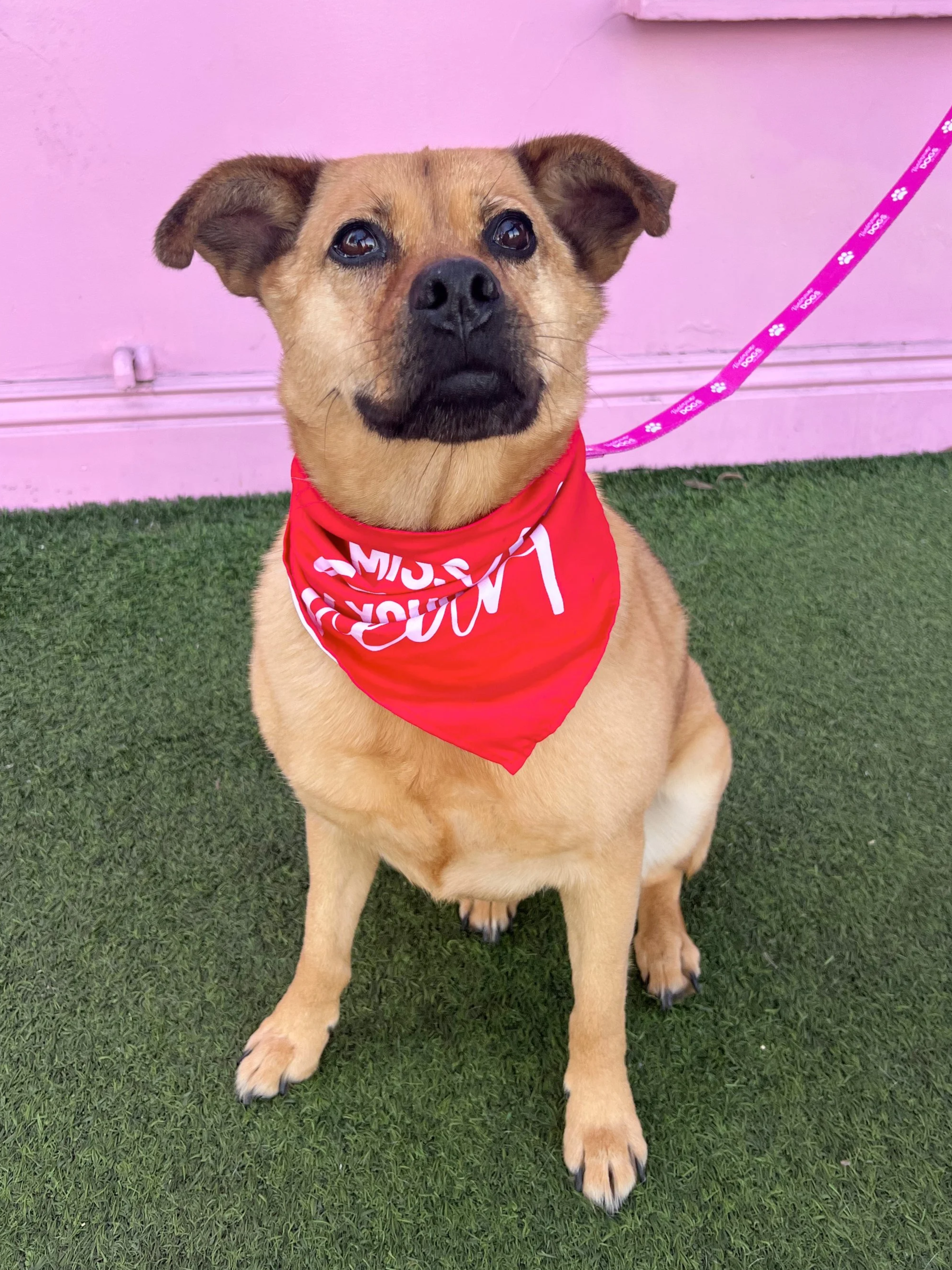  RUTH | LAB/SHEPHERD MIX | 6 YEARS OLD | 38 LBS Hi! I’m Ruth, and I’m looking for my second chance at forever. I had a loving home for many years, until my family had kids. I have always been scared of kids because they are unpredictable, so I came b