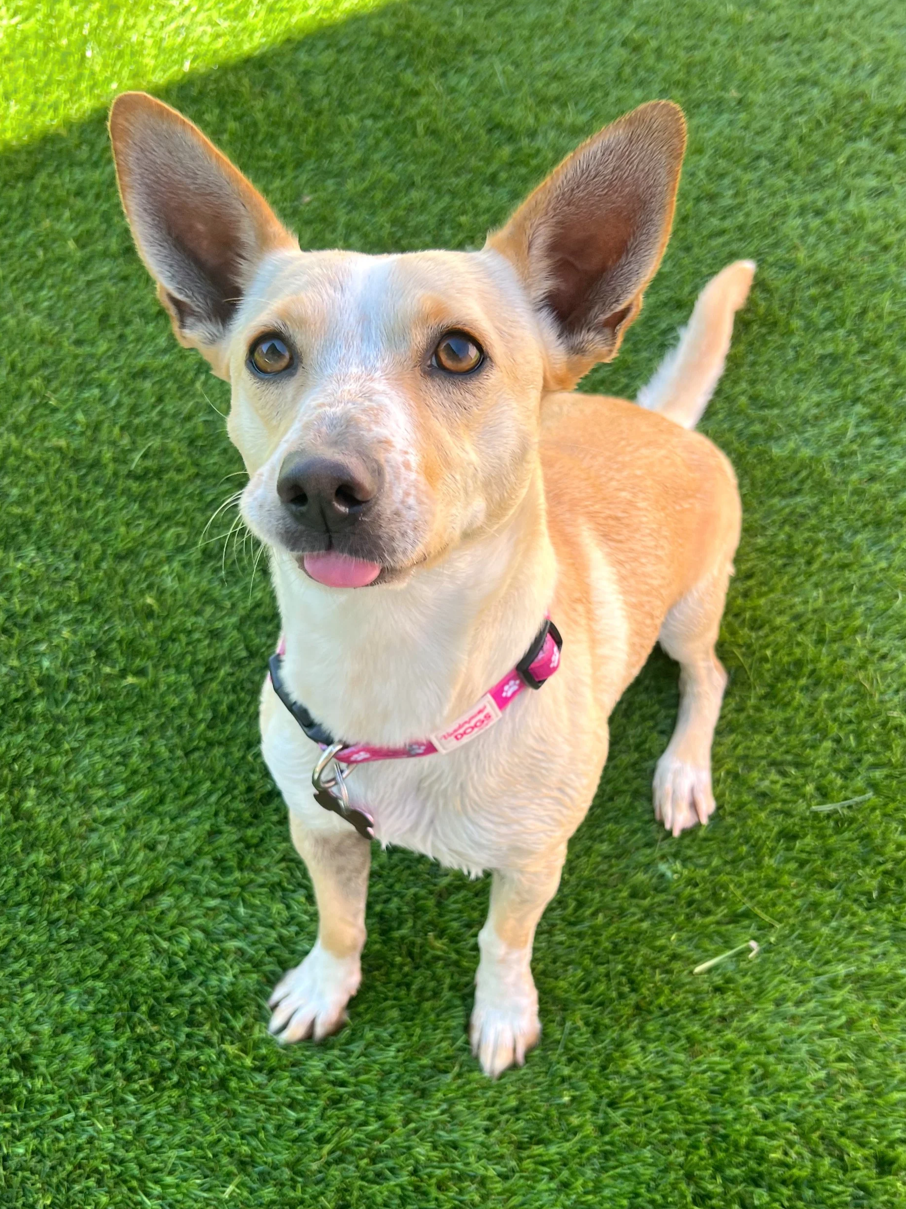  MAMA RUBY | TERRIER MIX | 2 YEARS OLD | 23 LBS  I'm looking for a foster! Hi, I'm Ruby! I'm a sweet, smart girl who will be your best friend. I was once a Mama who was found abandoned with my 6 puppies...but I am only two years old and I am so ready