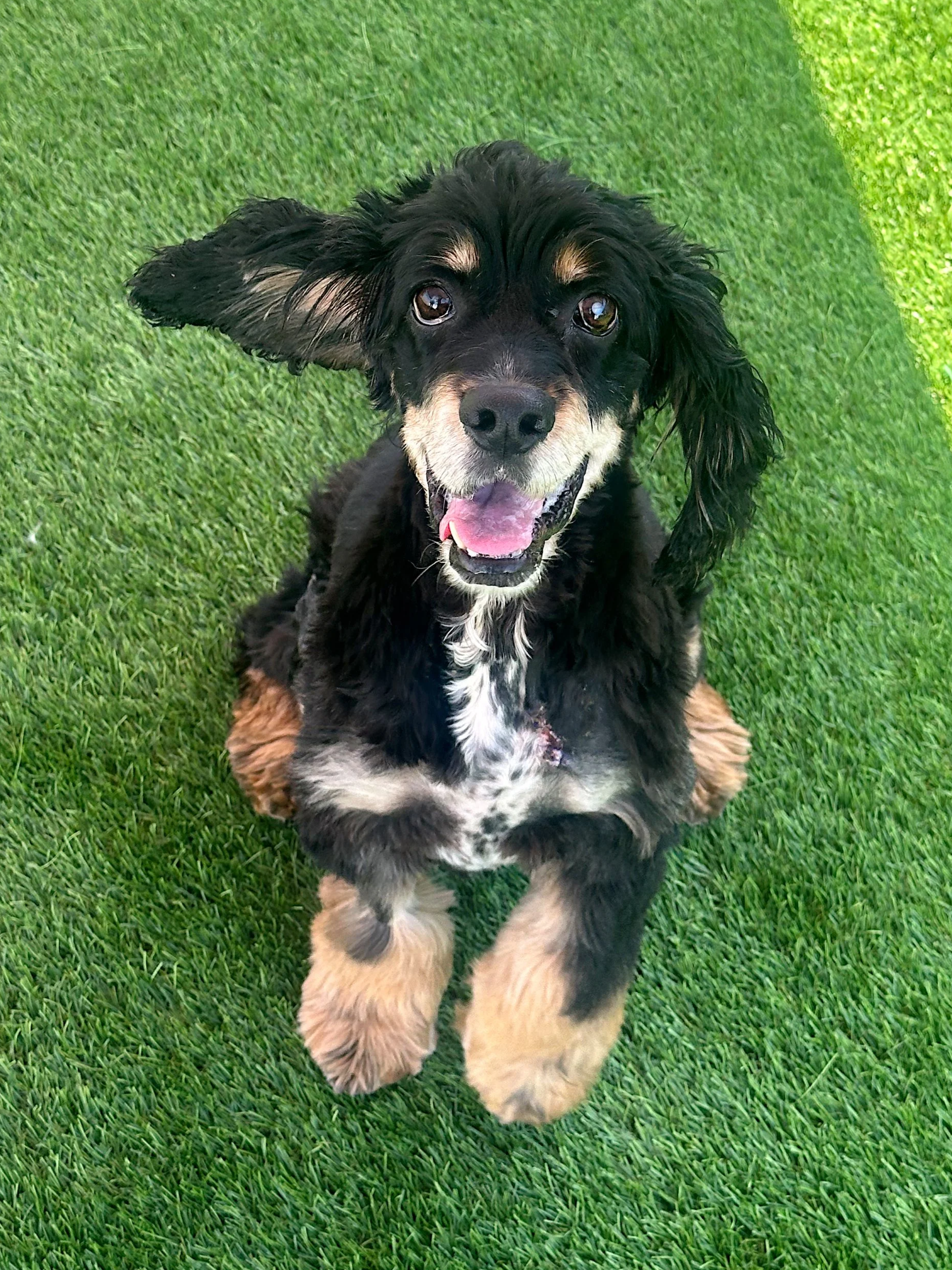  DELILAH | COCKER SPANIEL | 13 YEARS OLD | 28 LBS Hi, I’m Delilah. I was surrendered to the shelter in really bad shape, and I spent most of my life outdoors. I was underweight, severely matted, visually impaired, and had a few medical issues. But th