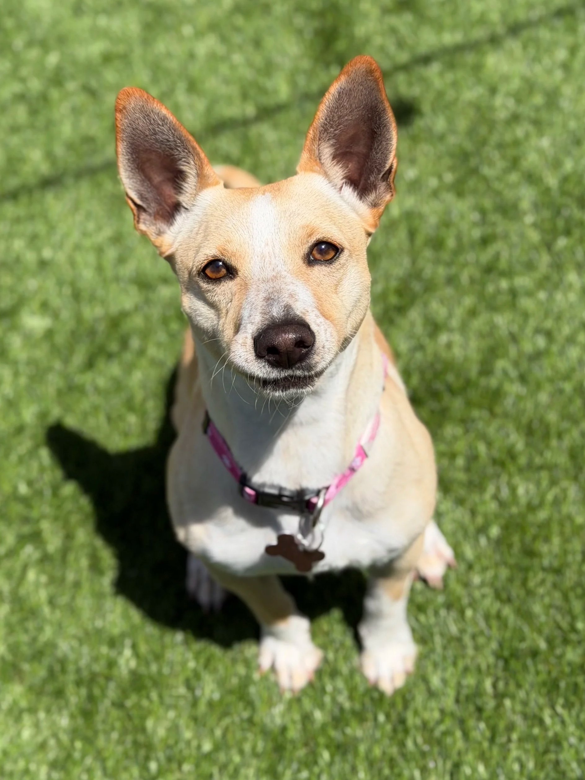  MAMA RUBY | TERRIER MIX | 2 YEARS OLD | 23 LBS  I'm looking for a foster! Hi, I'm Ruby! I'm a sweet, smart girl who will be your best friend. I was once a Mama who was found abandoned with my 6 puppies...but I am only two years old and I am so ready