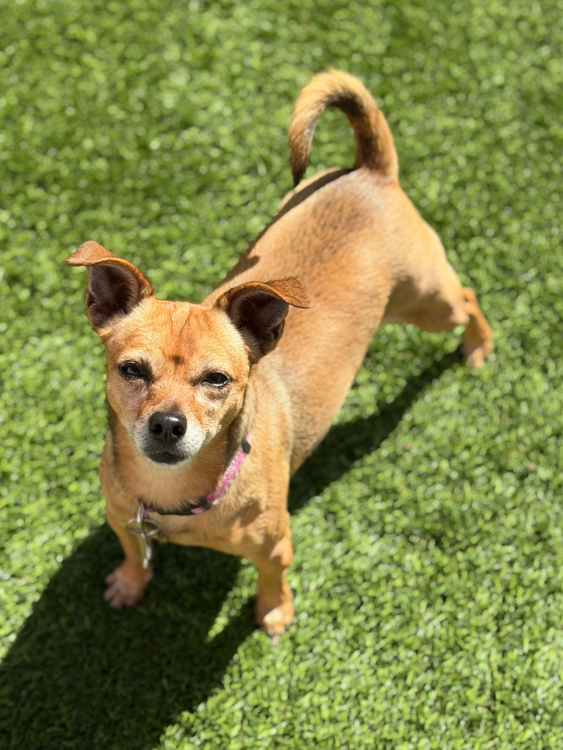  CLARA BOW | CHIHUAHUA MIX | 5 YEARS OLD | 12 LBS Hi, I'm Clara Bow! I’m deeply loving and sweet, but I need a family who understands me. I just want to cuddle up by your side or be on your lap. I am very loyal and affectionate, I love giving kisses 