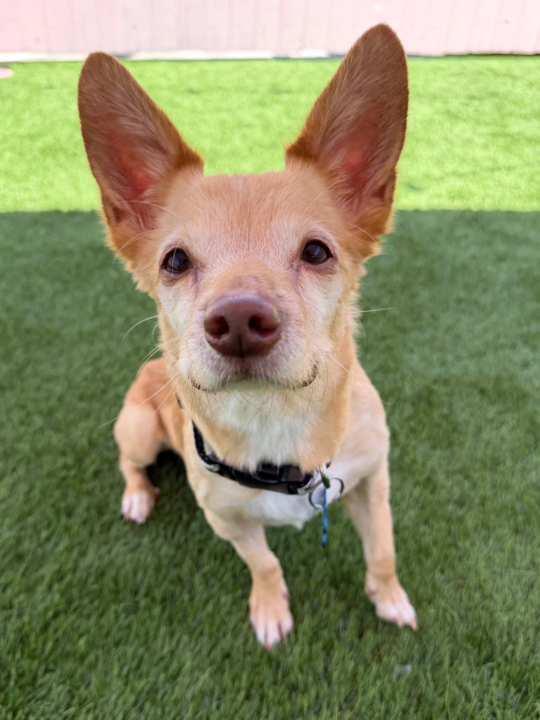  ALFIE | CHIHUAHUA MIX | 6 YEARS OLD | 13 LBS Hi, I’m Alfie! I first came to Vanderpump Dogs as an 8-week-old puppy back in 2020. Life took a few unexpected turns, and now I’ve found my way back into their loving care. I’m a gentle soul and a really 