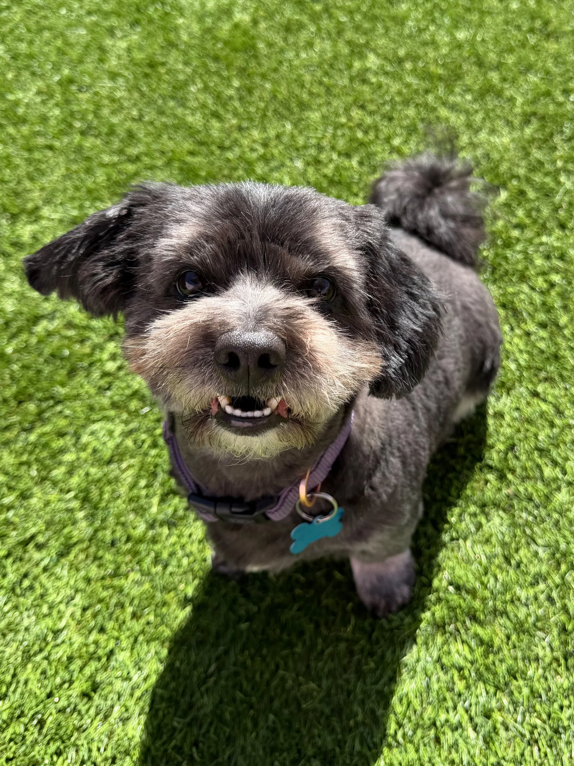  ARCHIE | MALTESE MIX | 5 YEARS OLD | 17 LBS Hi, I'm Archie! I’ve been through a lot of changes in my short life, and while not every stop along the way was the right fit, that’s okay. I truly believe I’m still on my way to exactly where I’m meant to