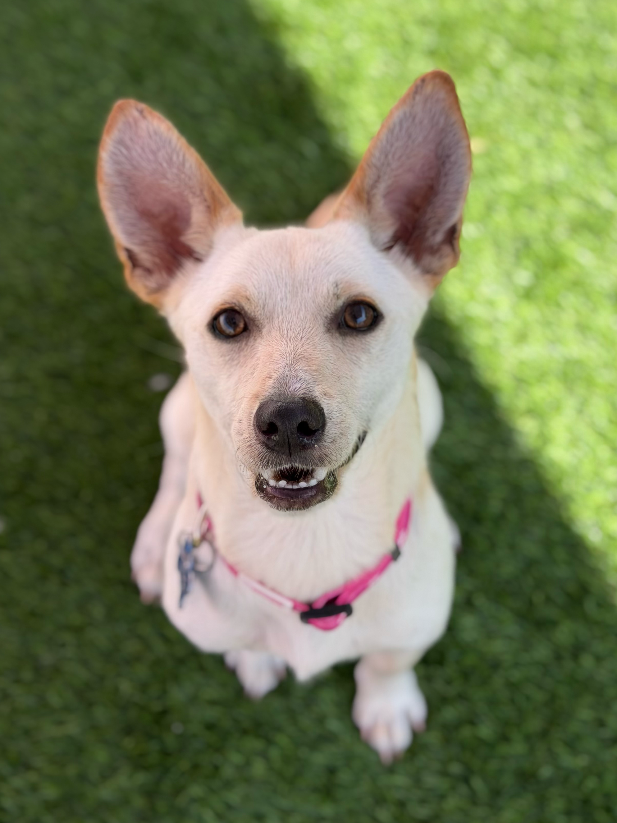 TIMOTHÉE CHALAMET | TERRIER MIX | 11 MONTHS OLD | 20 LBS Hi, I’m Timothée! I am full of love and ready to be your best friend ever! I love everyone I meet and I love to be social and play with other dogs. I’m still a puppy, and nothing makes me happ