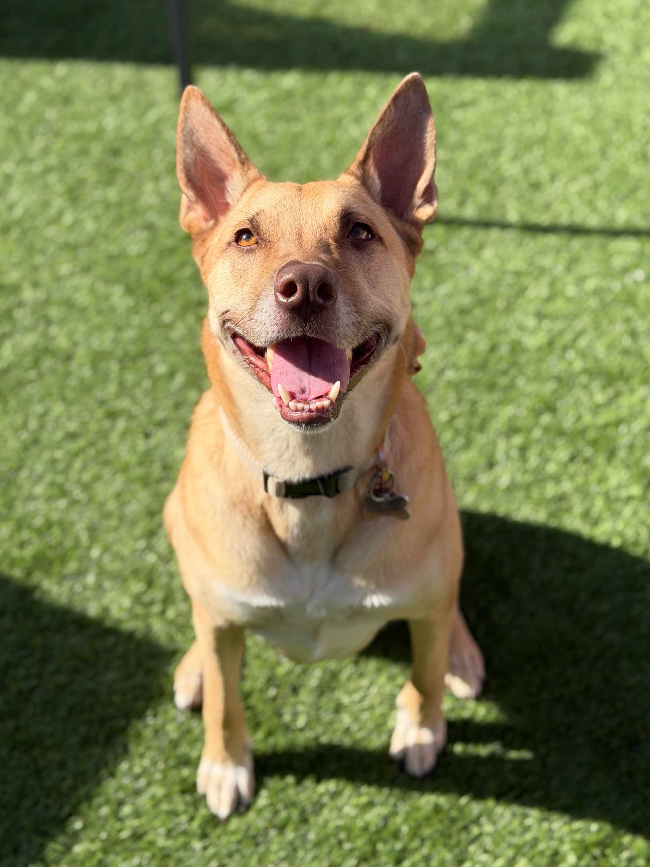  OLIVIA | GERMAN SHEPHERD MIX | 3 YEARS OLD | 50 LBS  I'm back from foster! Come meet me! 
Hi, I'm Olivia! I have been waiting way too long to get adopted, even though I am a sweet, smart, affectionate girl who loves people! I'm a good listener even 