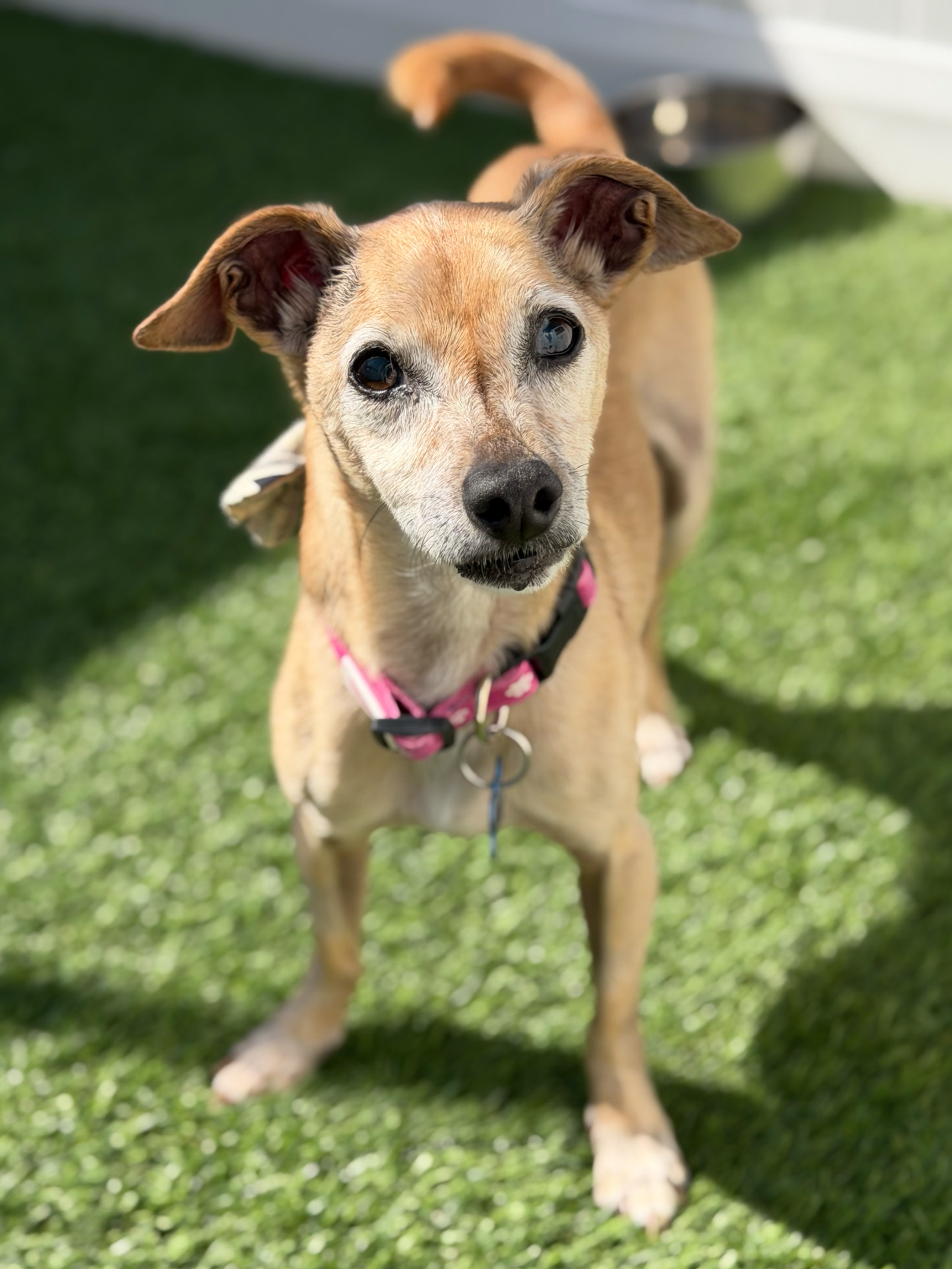   PETER | CHIHUAHUA/ITALIAN GREYHOUND? MIX | 12 YEARS OLD | 15 LBS 
Hi, I’m Peter! I may be a little older, but I’ve still got plenty of pep in my step and lots of love to give. I’m a happy guy who enjoys being by your side, whether that’s relaxing t