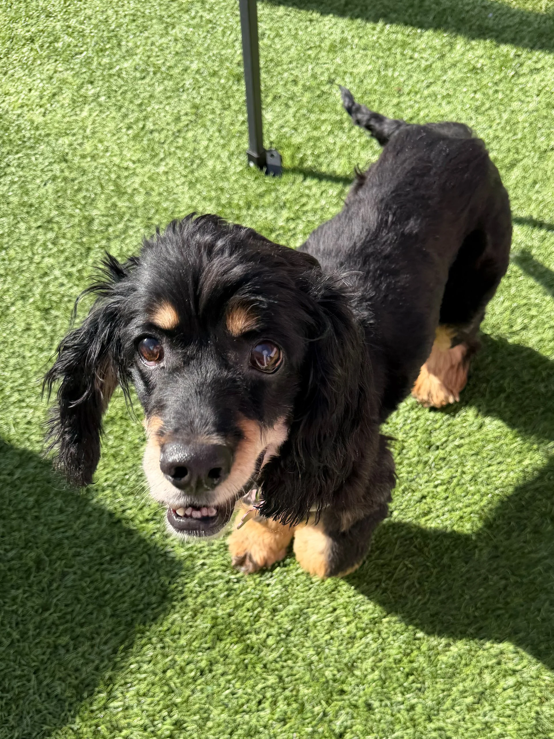  DELILAH | COCKER SPANIEL | 13 YEARS OLD | 28 LBS Hi, I’m Delilah. I was surrendered to the shelter in really bad shape, and I spent most of my life outdoors. I was underweight, severely matted, visually impaired, and had a few medical issues. But th