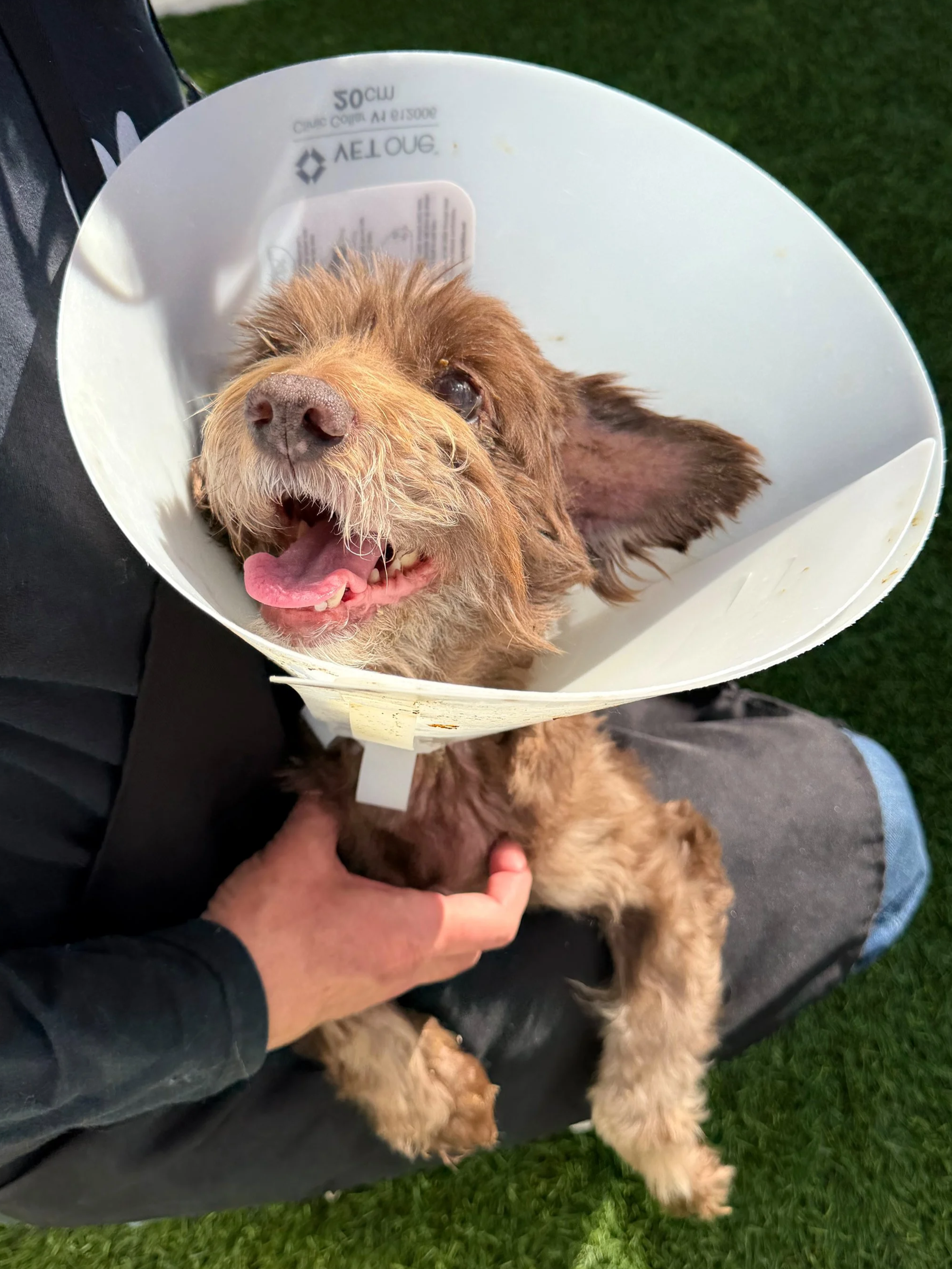  TOTO | SCHNAUZER MIX | 6 YEARS OLD | 23 LBS Hi, I’m Toto 🐾
I was found as a stray and brought into the shelter in pretty rough condition. I’m completely blind in both eyes, and while the vets are still figuring out exactly why, the good news is, it