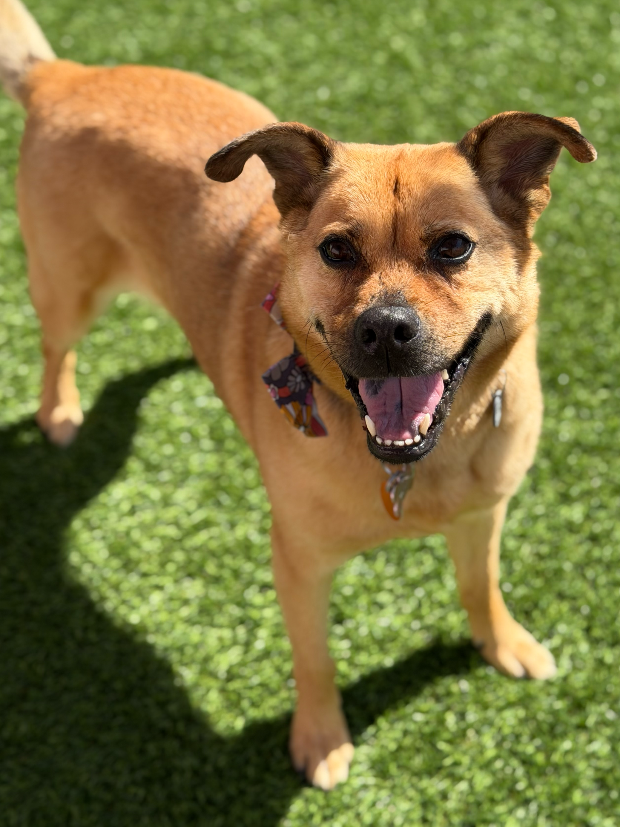  RUTH | LAB/SHEPHERD MIX | 6 YEARS OLD | 38 LBS Hi! I’m Ruth, and I’m a gentle soul looking for my second chance at forever. I had a loving home for many years, until my family had kids. Kids scare me and I wasn't happy, so my family made the hard de