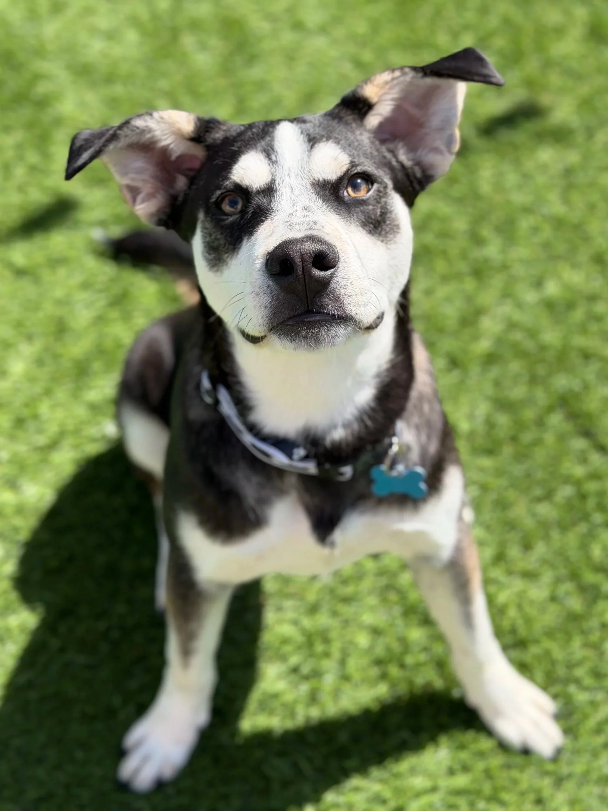  BOB | HUSKY/LAB MIX | 7 MONTHS OLD | 38 LBS Hi, I’m Bob! I’m a big puppy with an even bigger heart. My brother Rob and I were found as strays, and now I’m ready to find a home of my own where I can keep growing and learning.
I can be a little shy wh