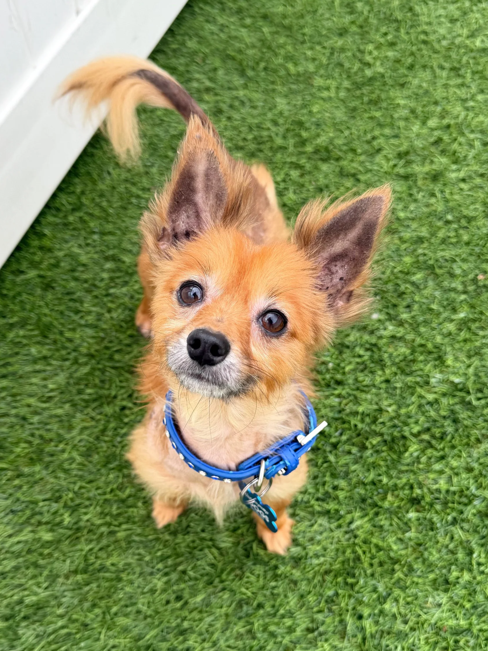  WRIGLEY | TERRIER MIX | 8 YEARS OLD | 7 LBS Hi, I’m Wrigley. I’m a sweet little guy who’s finally learning what it feels like to relax. I was found as a stray and brought into a high-kill shelter with a pretty severe case of alopecia. The stress of 