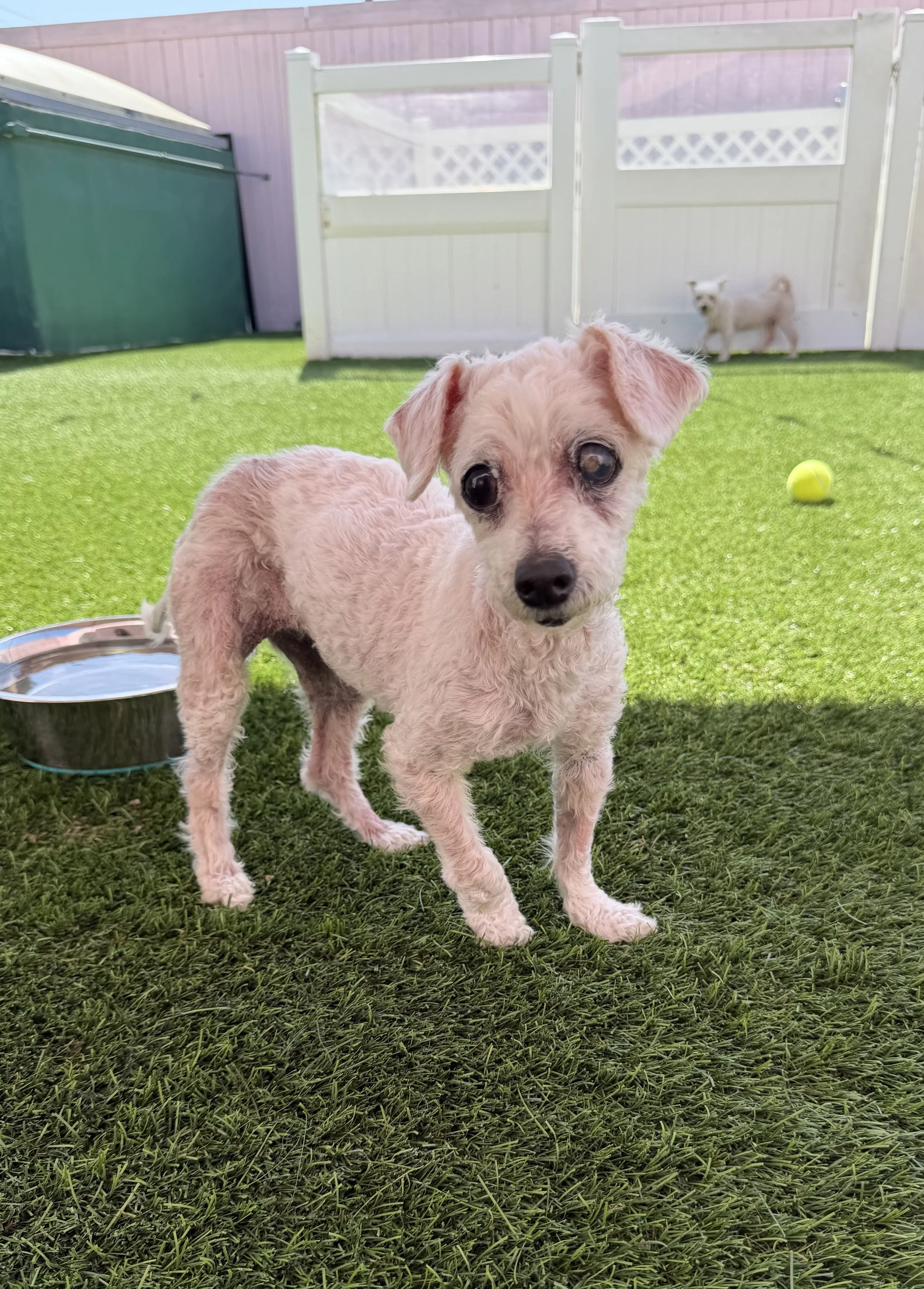   WINNIE | POODLE MIX | 11 YEARS OLD | 9 LBS Hi, I’m Winnie! Before my rescue, I was found in a gutter, barely moving, filthy, and covered in sores and matting. Thankfully someone found me and Vanderpump Dogs rescued me from the medical room of the s