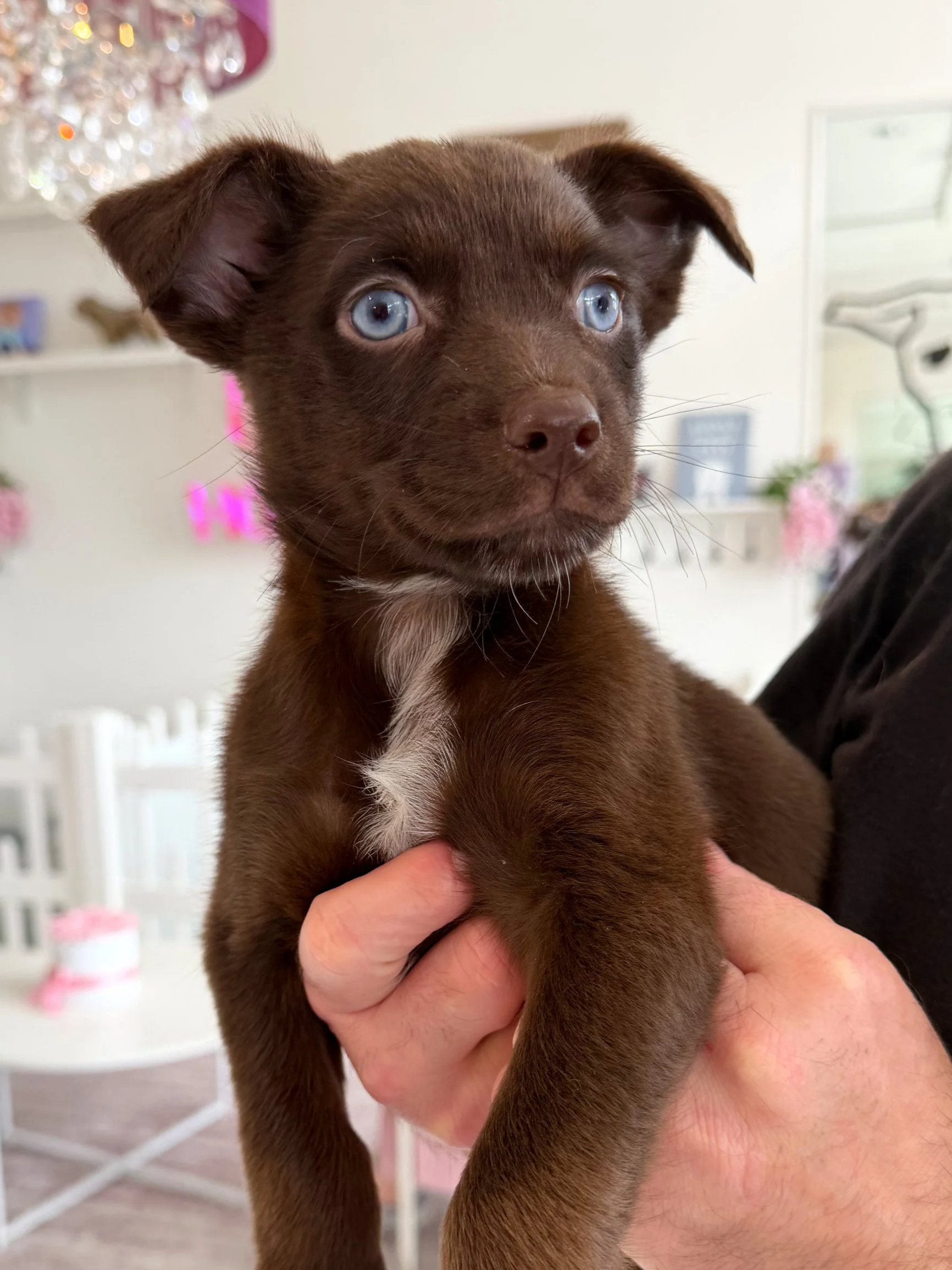  ORION | TERRIER/SHEP MIX | 9 WEEKS OLD | 5 LBS  I have an application in process! Hi, I’m Orion! Like my siblings, I came to the shelter with my mama when I was only 2 days old. We had a rough start and spent our first weeks battling illness in isol