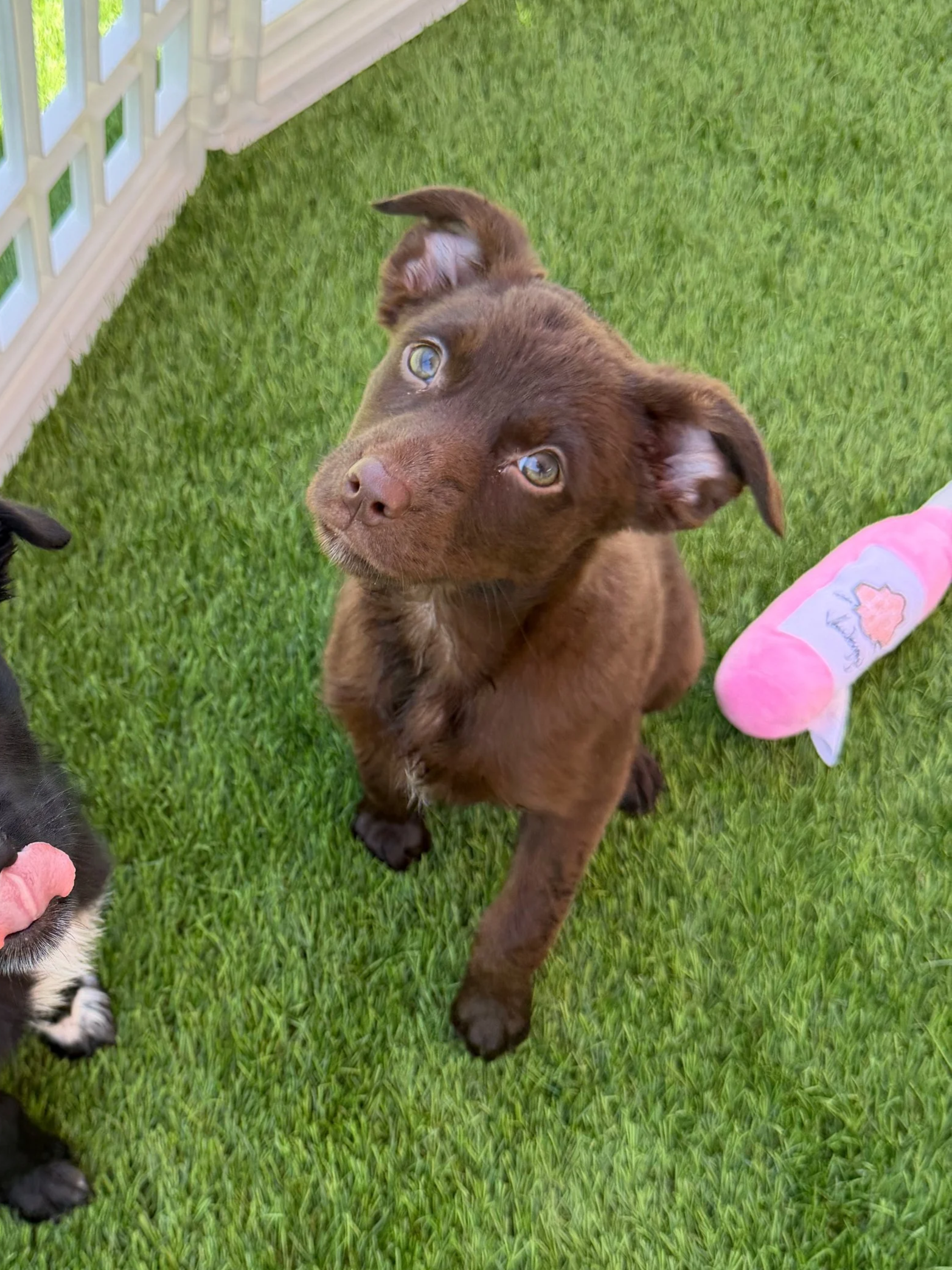  ESPRESSO | TERRIER/SHEP MIX | 9 WEEKS OLD | 8 LBS Hi, I’m Espresso. I’m the only girl in my litter, and yes, my brothers know it. I came to the shelter with my mama and siblings when I was just 2 days old, and after spending my first weeks in isolat