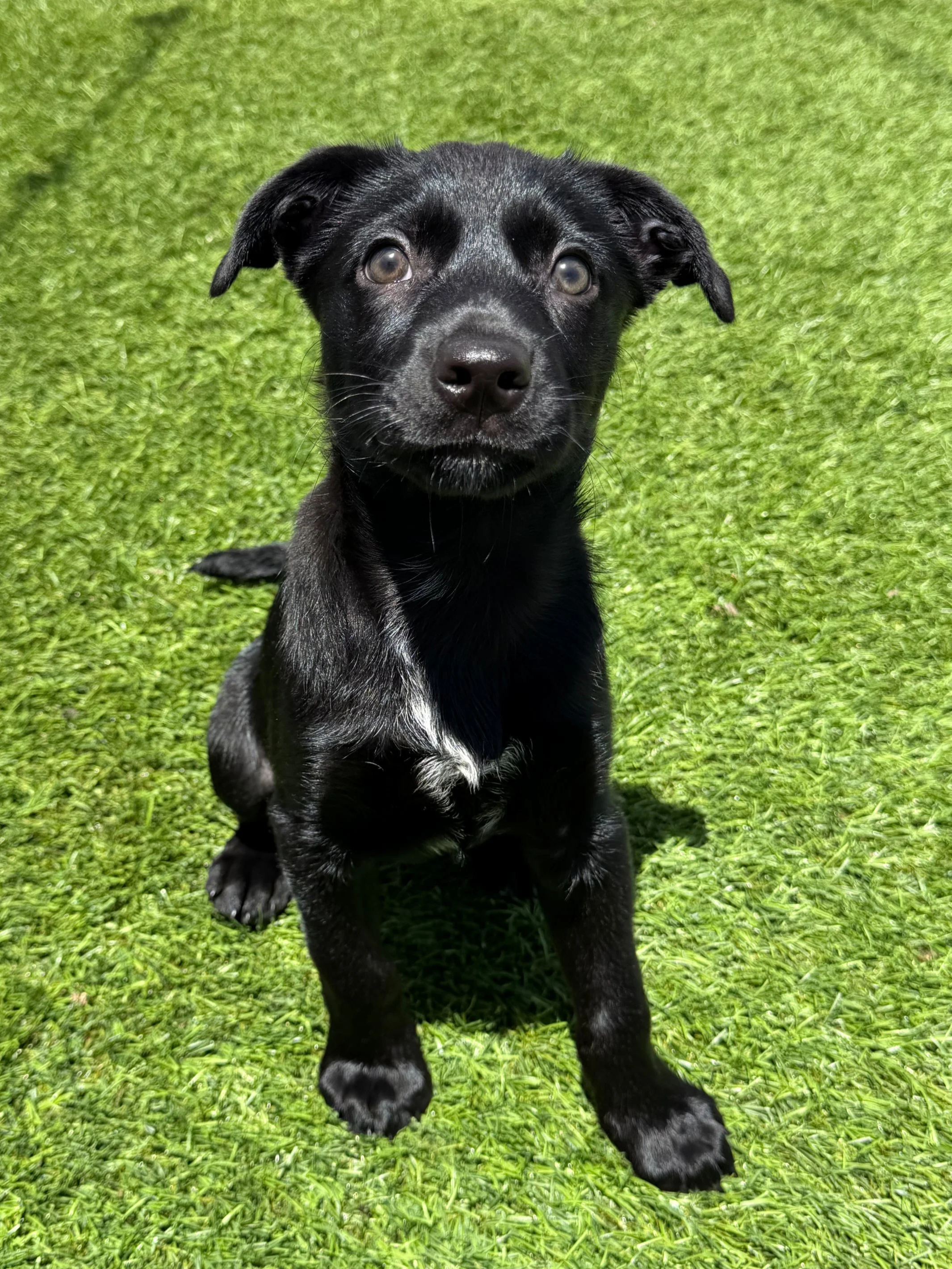  ONYX | TERRIER/SHEP MIX | 9 WEEKS OLD | 8 LBS Hi, I’m Onyx! I came to the shelter with my mama, Midnight, when I was only 2 days old. My siblings and I got sick shortly after arriving and had to spend the first few weeks of our lives in isolation, b