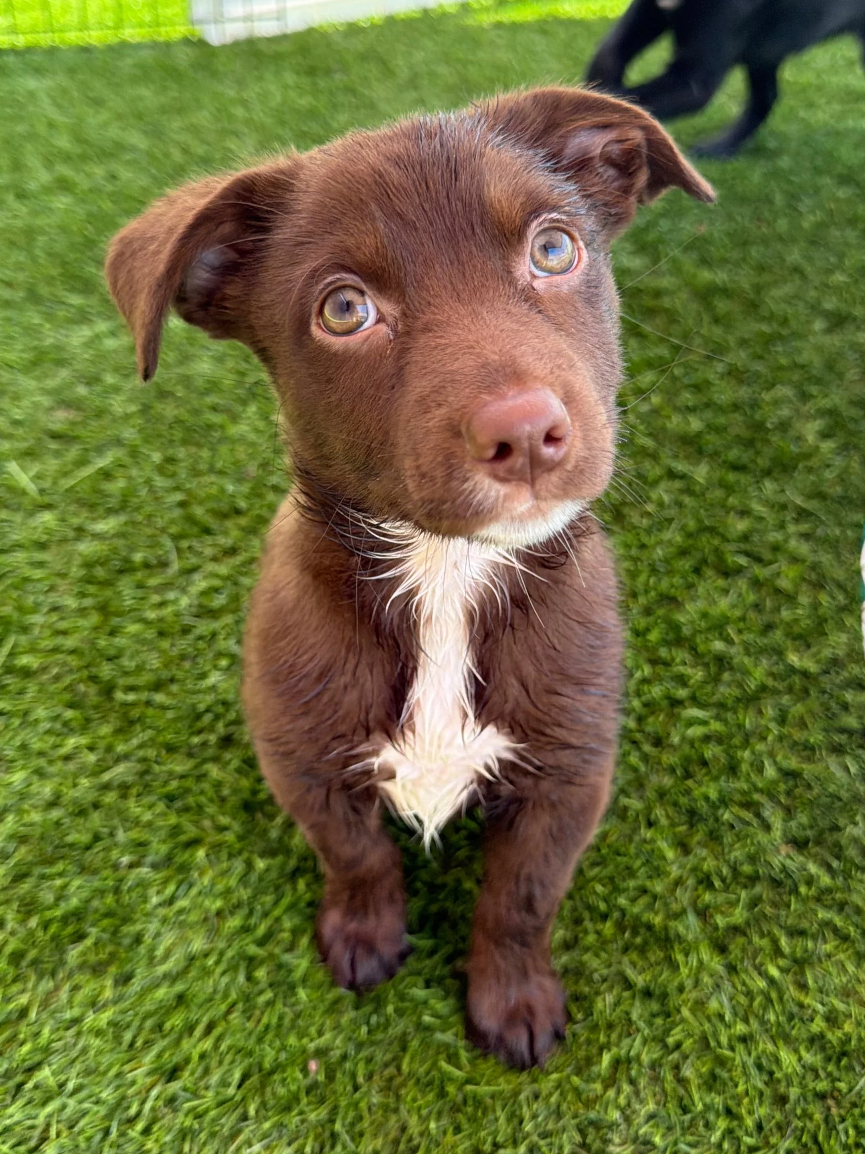  NEBULA | TERRIER/SHEP MIX | 9 WEEKS OLD | 8 LBS Hi, I’m Nebula. I arrived at the shelter with my mama and siblings when I was just 2 days old. We spent our first weeks in isolation while we recovered from being sick, but you’d never know it now—I’m 