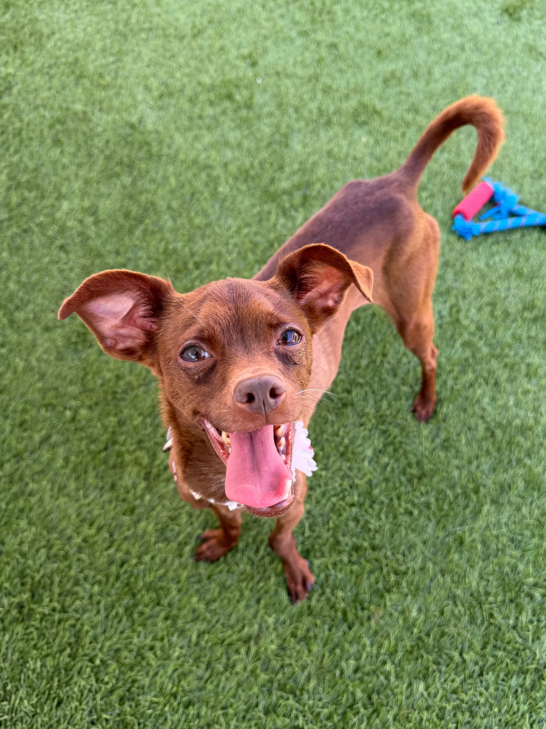  DAISY | MIN PIN MIX | 1 YEAR OLD | 15 LBS Hi, I’m Daisy 🌸
I was brought to the shelter as a stray with a pretty serious injury, and it turned out I had an ulna fracture in my front leg. The shelter was a scary, stressful place, and I was at risk of