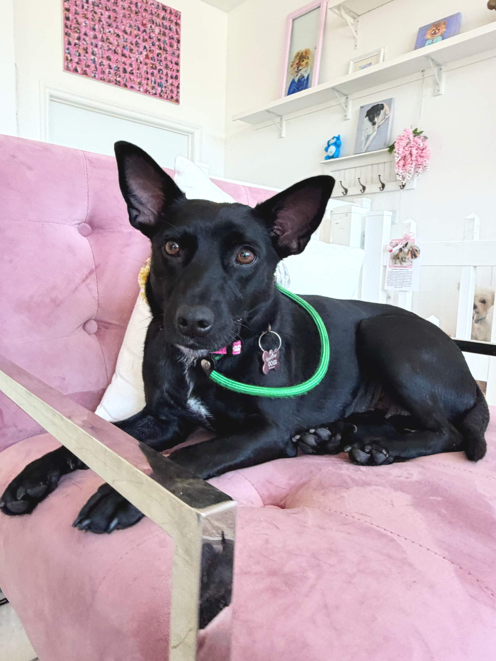  MIDNIGHT | TERRIER/SHEP MIX | 1 YEAR OLD | 30 LBS Hi, I’m Midnight. A few months ago, I arrived at the shelter with my tiny puppies when they were only 2 days old. Not long after, all of us became sick and had to spend those early weeks isolated in 