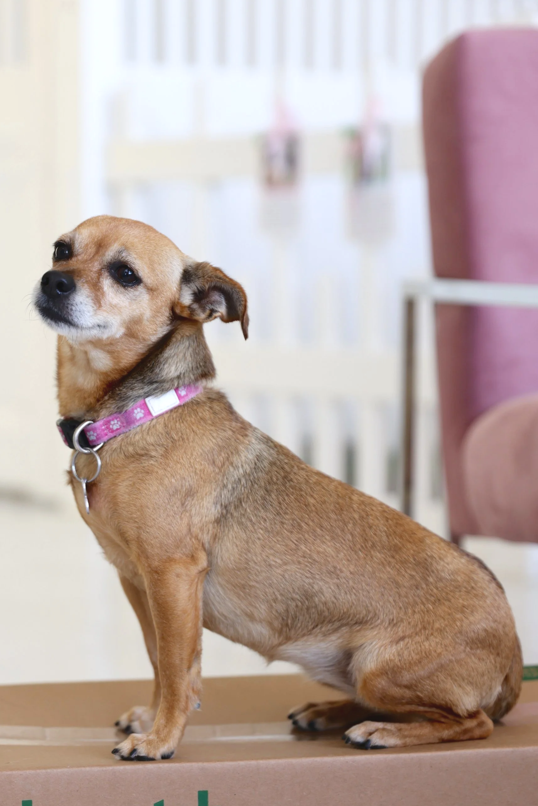  CLARA BOW | CHIHUAHUA MIX | 5 YEARS OLD | 12 LBS Hi, I'm Clara Bow! I’m deeply loving and sweet, but I need a family who understands me. I just want to cuddle up by your side or be on your lap. I am very loyal and affectionate, I love giving kisses 