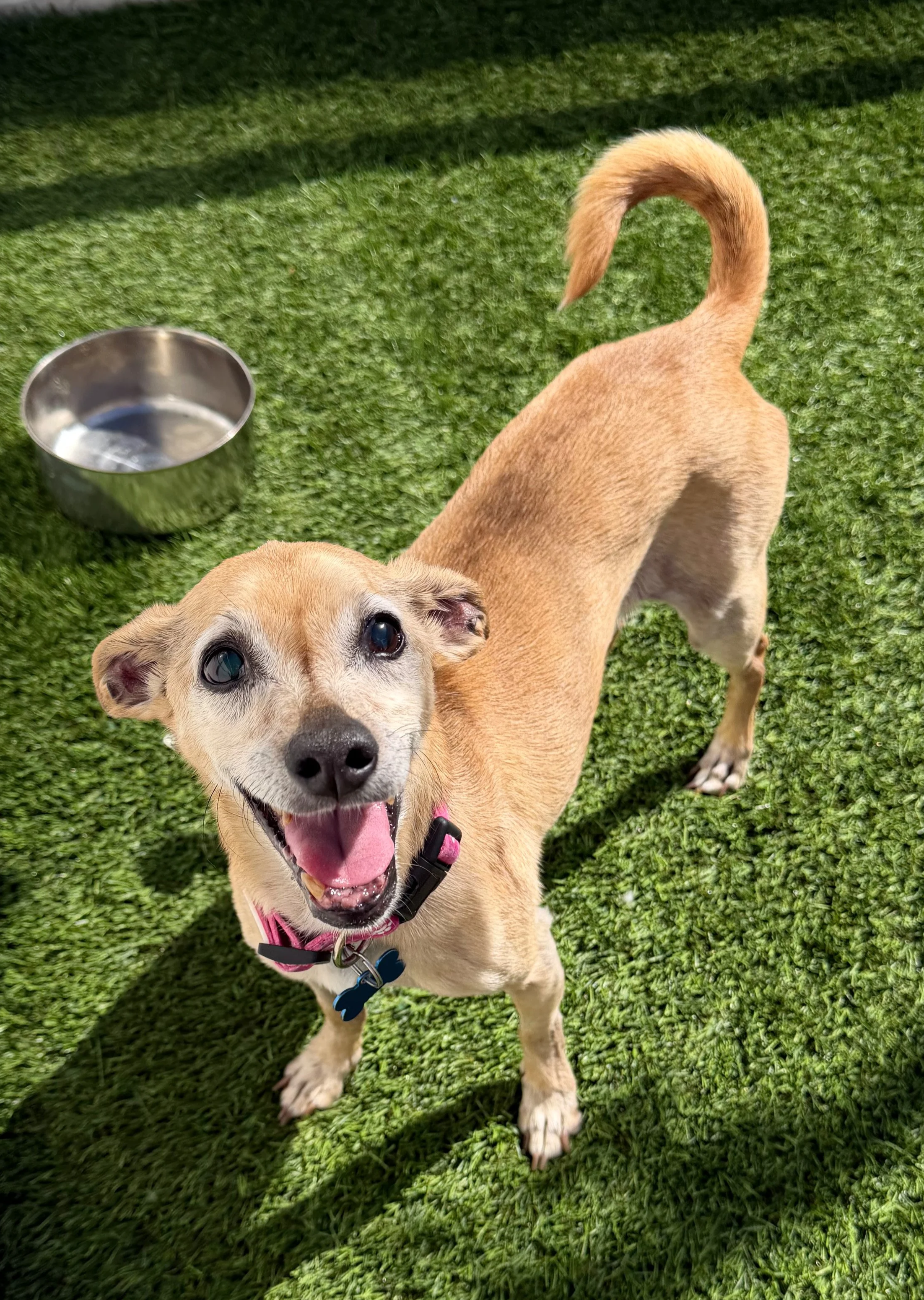   PETER | CHIHUAHUA/ITALIAN GREYHOUND? MIX | 12 YEARS OLD | 15 LBS 
Hi, I’m Peter! I may be a little older, but I’ve still got plenty of pep in my step and lots of love to give. I’m a happy guy who enjoys being by your side, whether that’s relaxing t