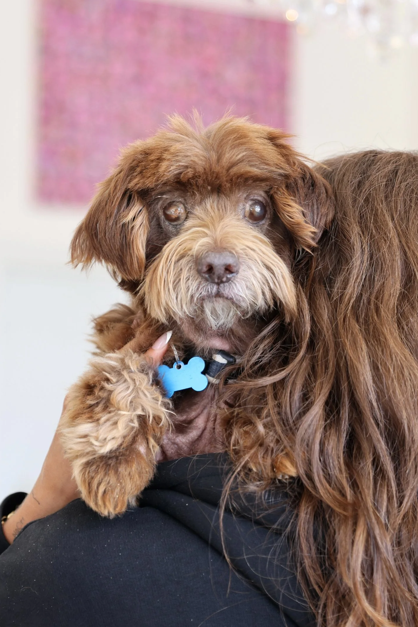  TOTO | SCHNAUZER MIX | 6 YEARS OLD | 23 LBS  I'M LOOKING FOR A FOSTER! Hi, I’m Toto 🐾
I was found as a stray and brought into the shelter in pretty rough condition. I’m completely blind in both eyes, and while the vets are still figuring out exactl