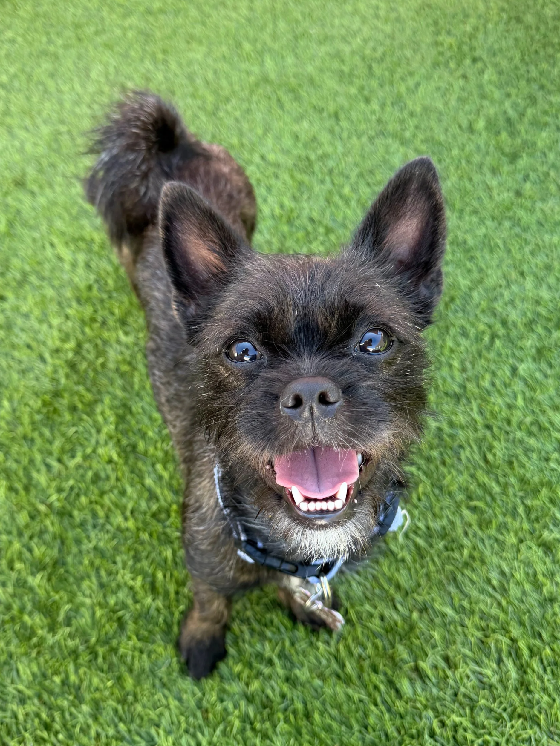  LADY BUG | FRENCHIE TERRIER MIX | 9 MONTHS OLD | 15 LBS Hi, I’m Lady Bug! I’m a curious little explorer who loves to sniff out the world around me. New sights, new smells, new places — I want to discover it all!
My sweet and happy personality really