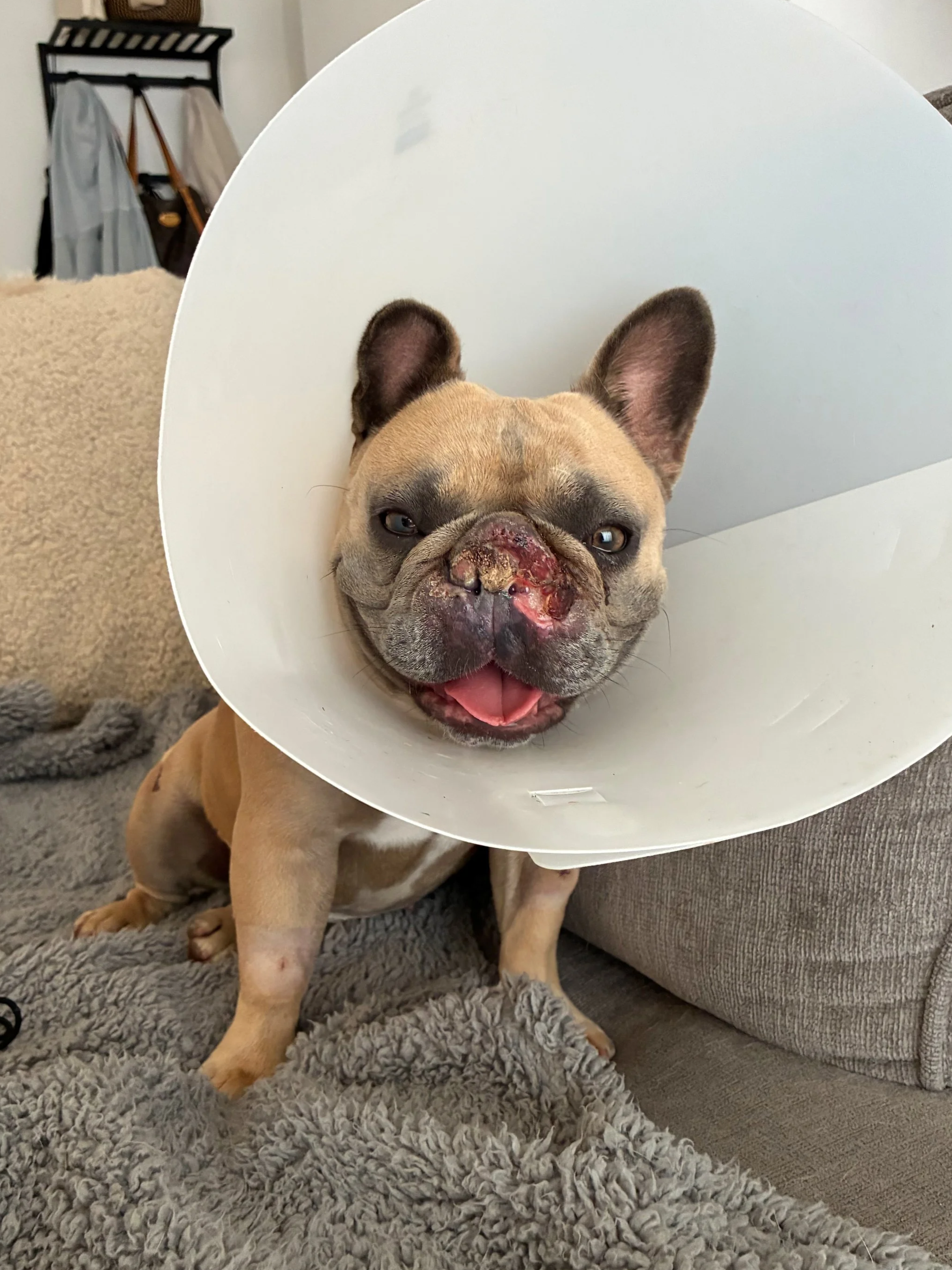  PEGGY | FRENCH BULLDOG | 1 YEAR OLD | 27 LBS  I'M LOOKING FOR A FOSTER! 
Hi, I'm Peggy! I've had a pretty tough start to life, but things are finally starting to look up. Since being rescued, I've had lots of medical care, and my doctors were able t