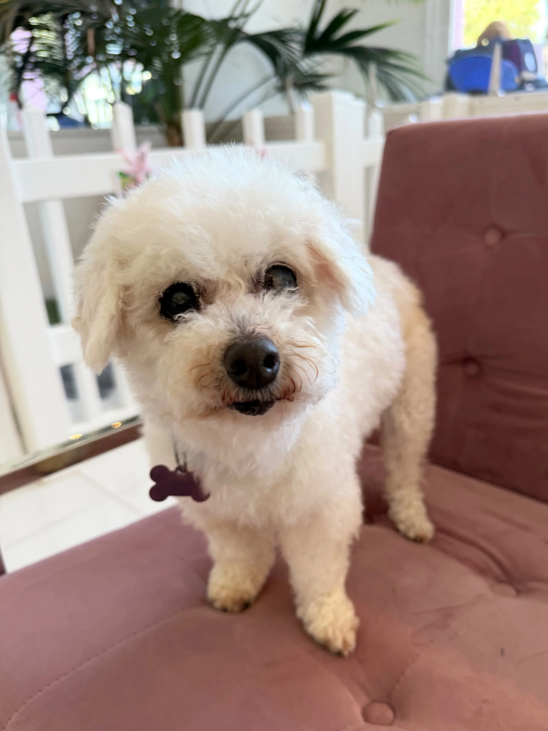   WINNIE | POODLE MIX | 11 YEARS OLD | 9 LBS Hi, I’m Winnie! Before my rescue, I was found in a gutter, barely moving, filthy, and covered in sores and matting. Thankfully someone found me and Vanderpump Dogs rescued me from the medical room of the s
