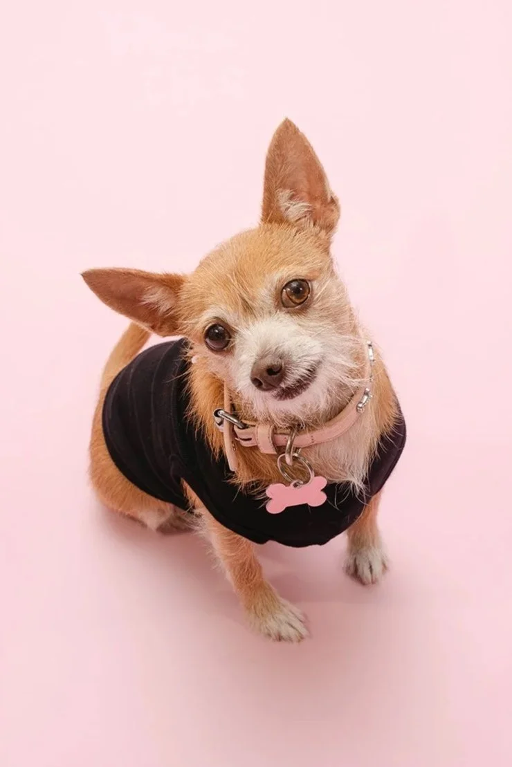  CHLOE | CHI/TERRIER MIX | 6 YEARS OLD | 9 LBS Hi, I'm Chloe, a centuries old warlock sentenced to a Chihuahua’s humble body. I am the self-appointed guardian of darkness and defender against all evil. At least, that's what I want you to think...but 