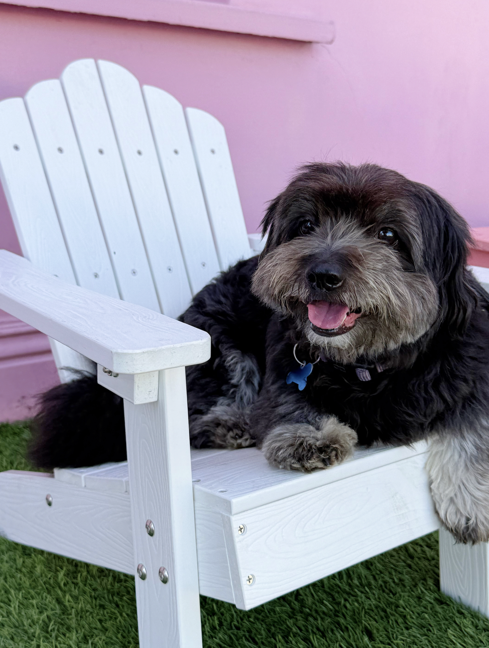  ARCHIE | POODLE MIX | 5 YEARS OLD | 17 LBS 
Hi, I'm Archie! You might have seen me around before...that's because I've come back from my latest home due to my behavior issues. I get a lot of attention, because I'm very handsome and sweet during intr