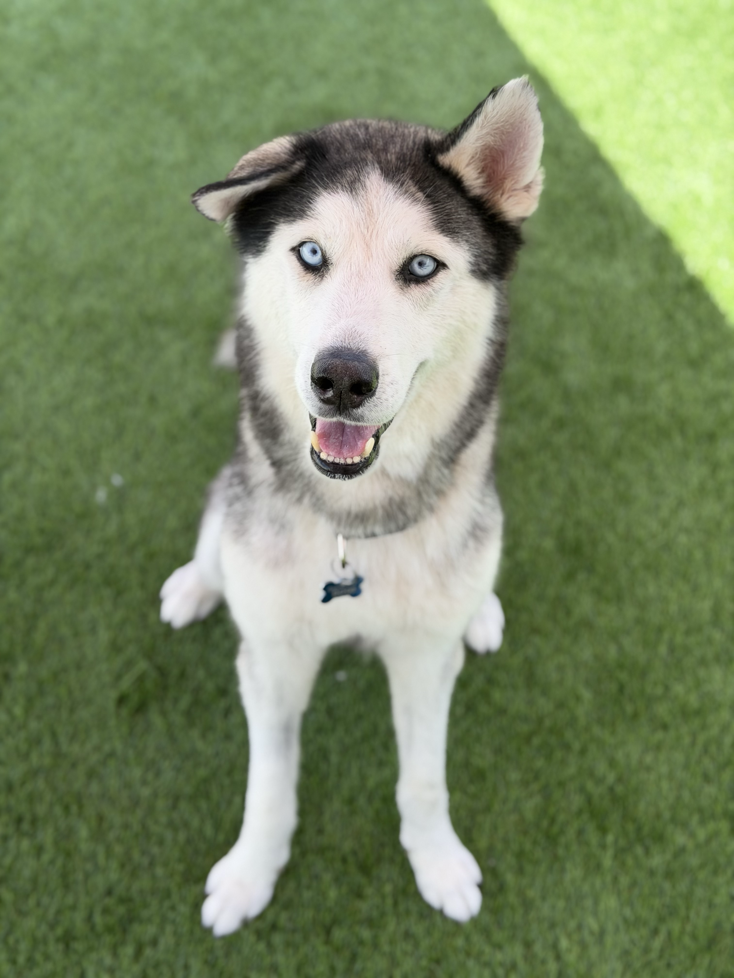   VALENTINO | HUSKY | 6 YEARS OLD | 60 LBS 
Hi, I’m Valentino. I’ve had a rough start to life, but through it all, I’ve held onto a gentle heart and so much love to give.
I was left at a shelter after experiencing neglect, arriving severely underweig